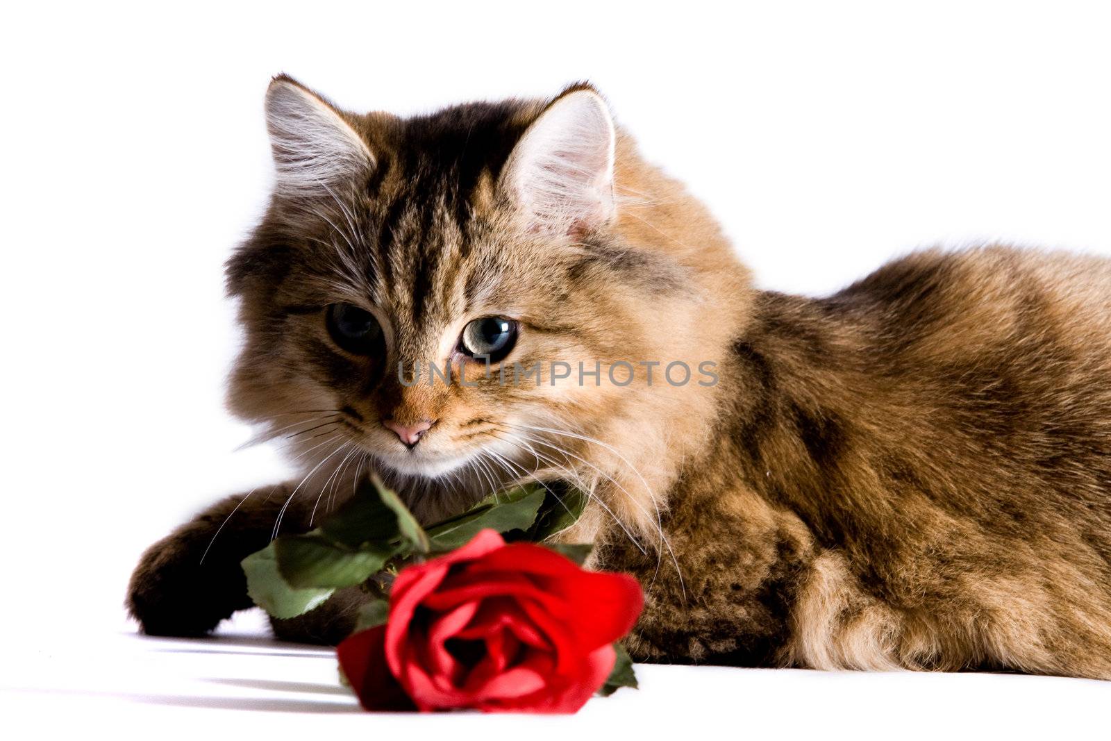 Young cat with a rose for valentine's day.