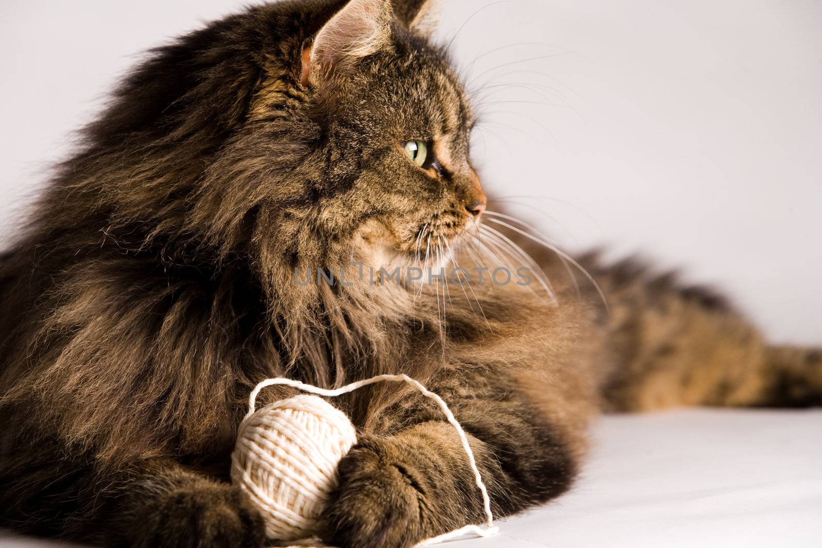 Fluffy cat is holding a rope by DNFStyle