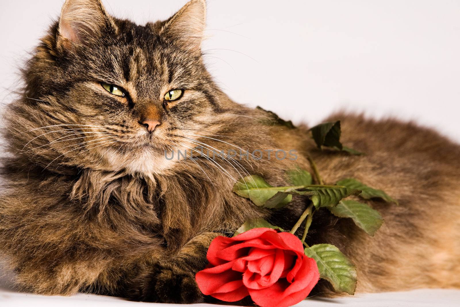 Fluffy cat is waiting with a valentine rose