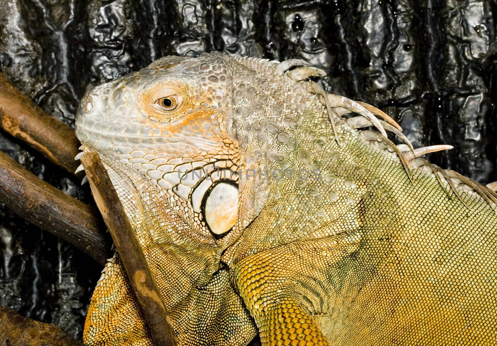 face and head of an adult female Iguana iguana