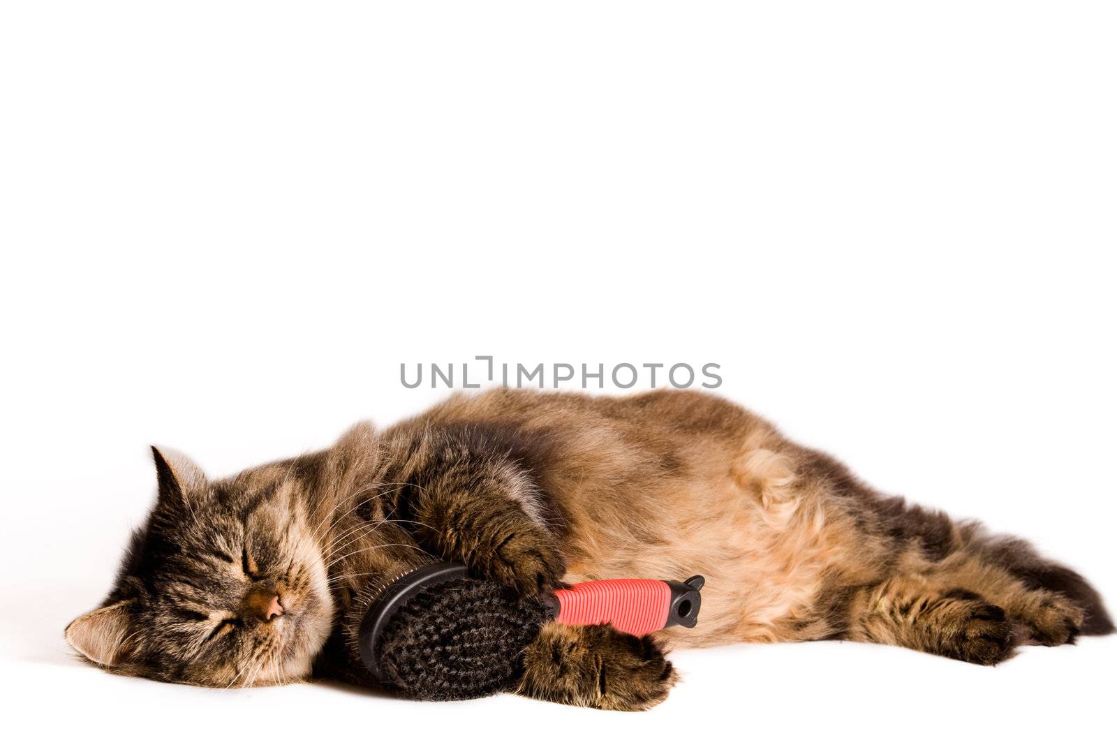 Cat is sleeping with a brush by DNFStyle