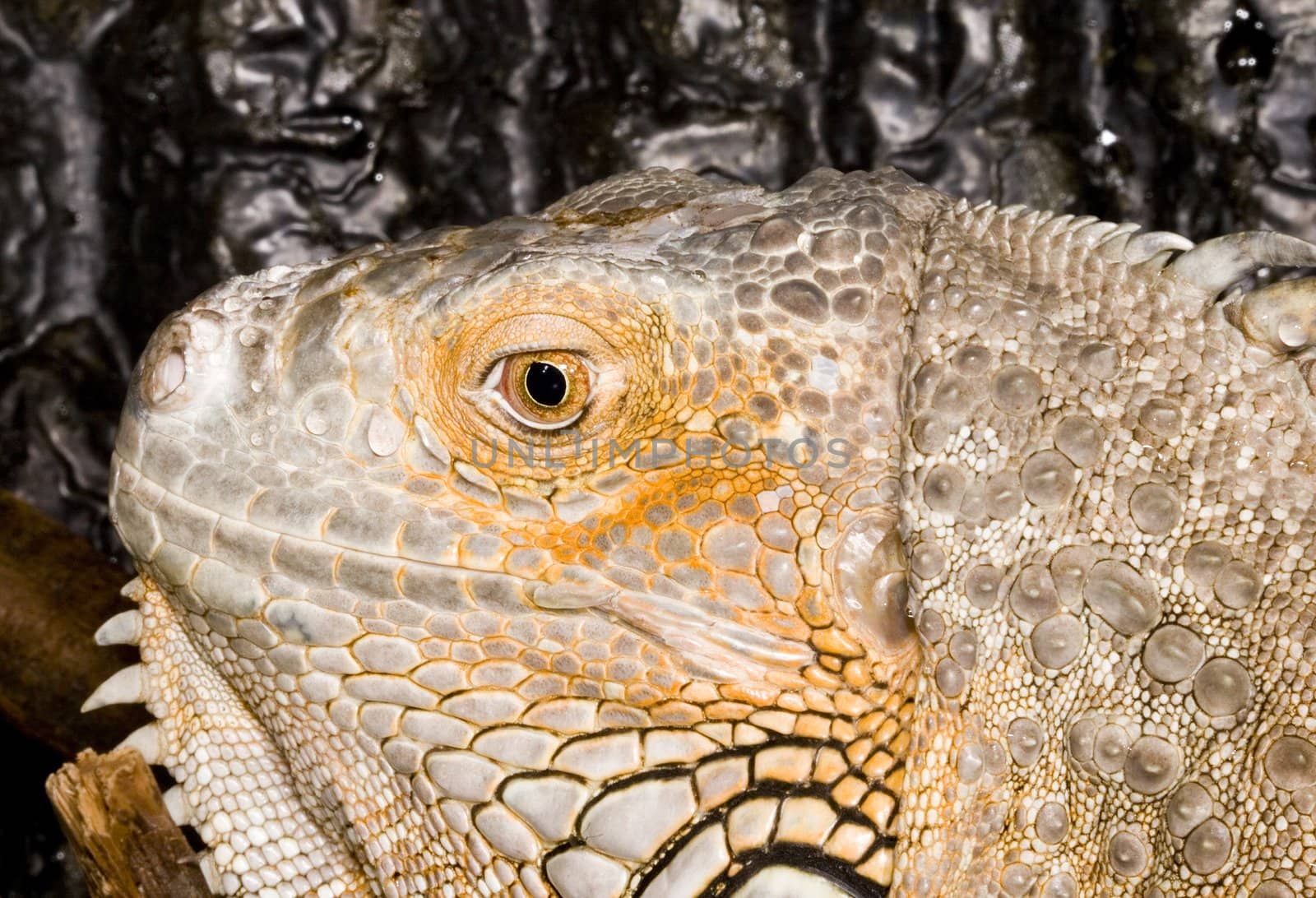 face and head of an adult female Iguana iguana