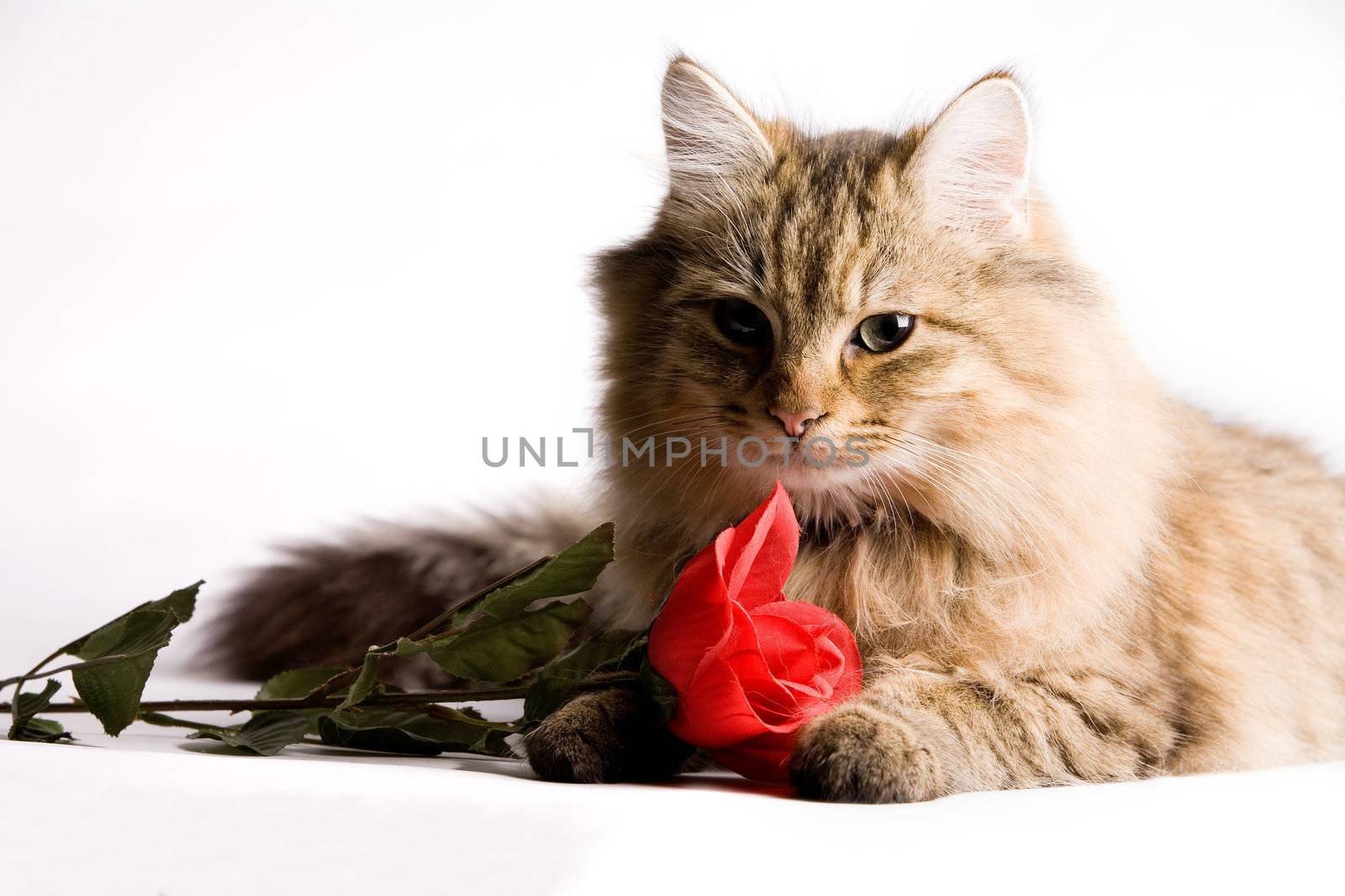 Sweet little cat with a red rose for valentines day.