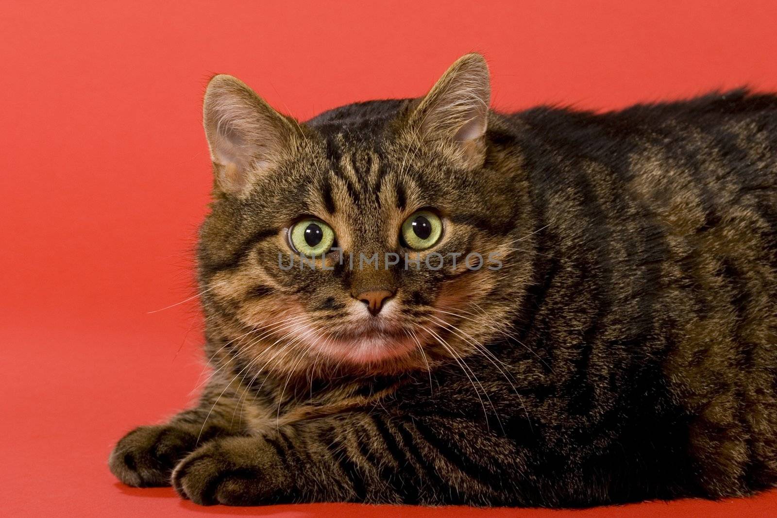 domestic fat cat's portrait over red background