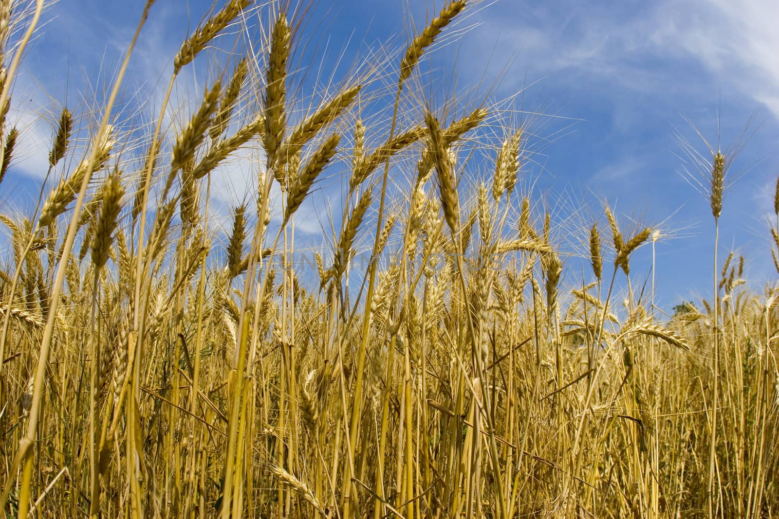 field of wheat