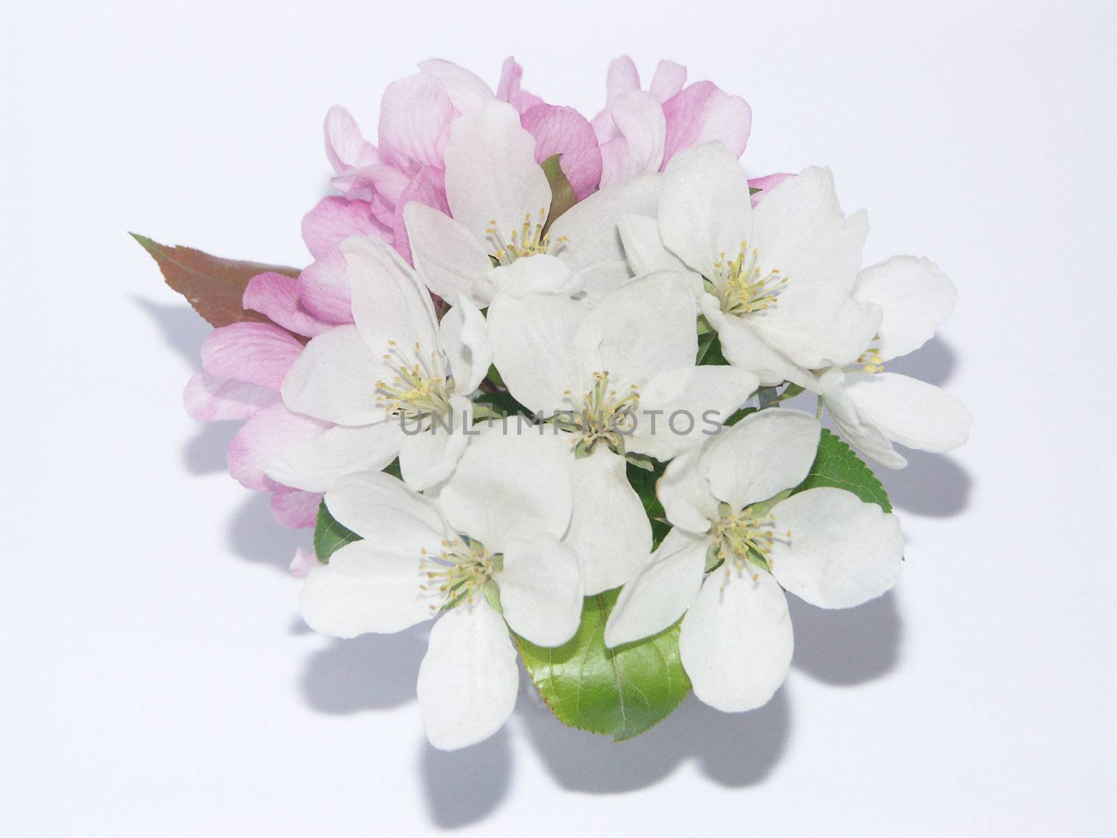 Image of bouquet from the flowers of rennet 
