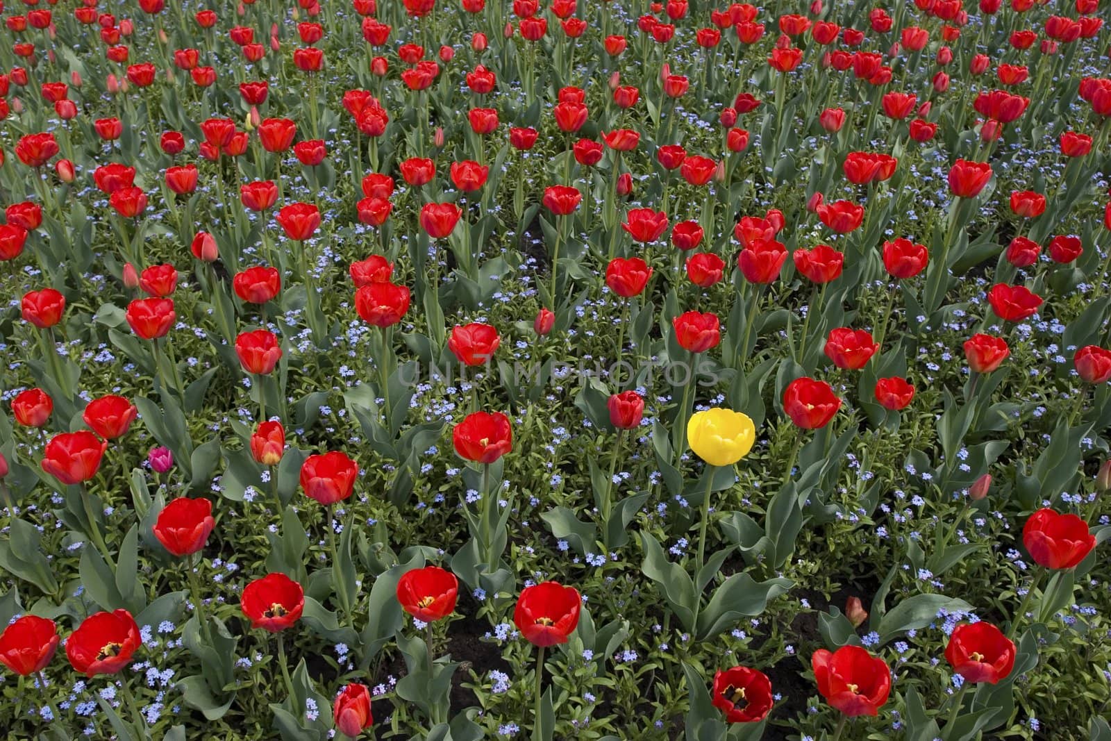 tulip's field