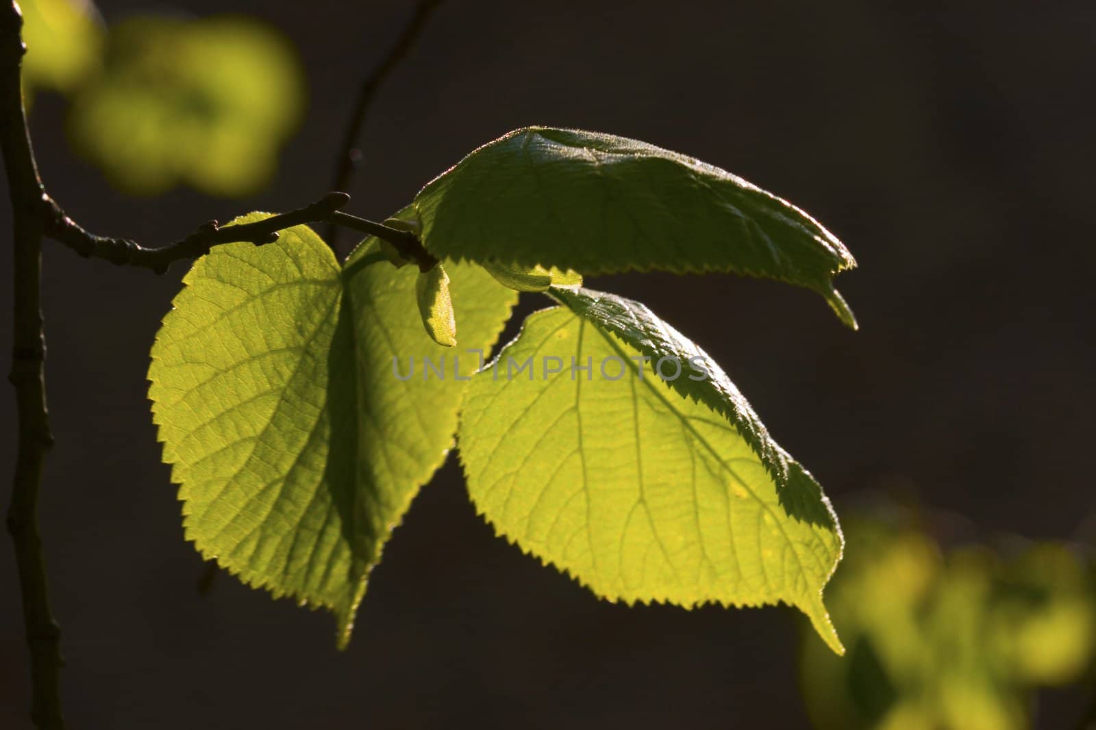 linden leaf