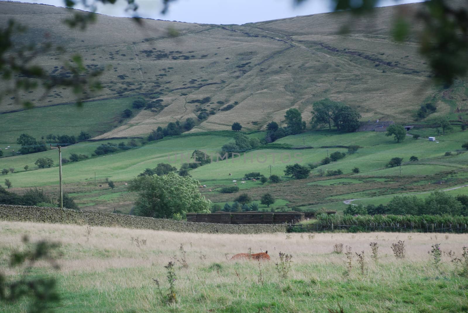 Tree Framing British Countryside by pwillitts