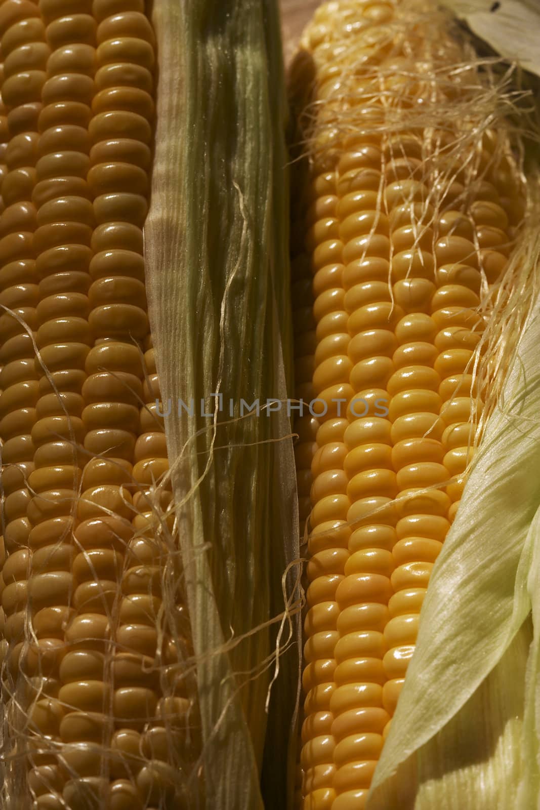 maize
