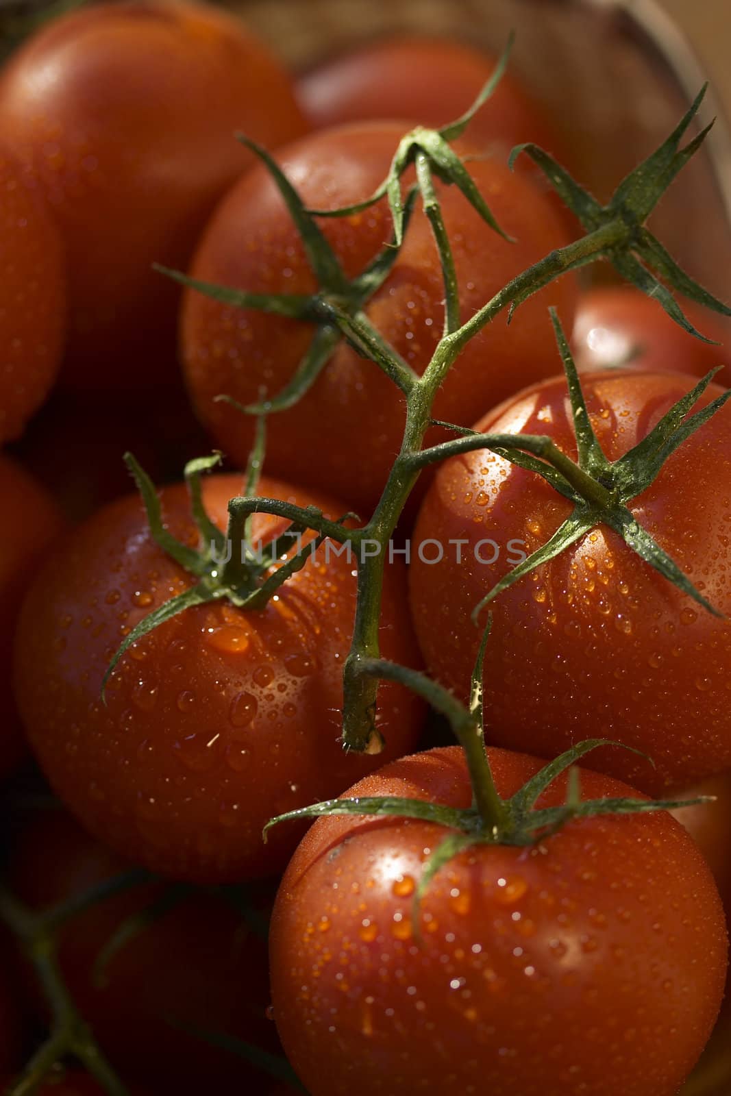 tomato and waterdrops
