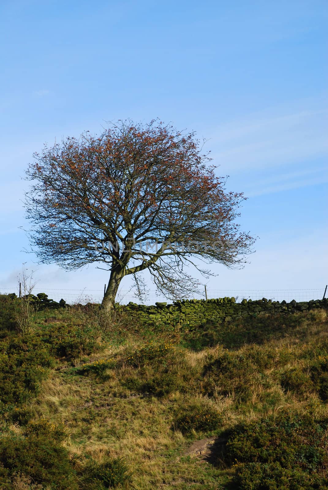 Lonely Tree by pwillitts