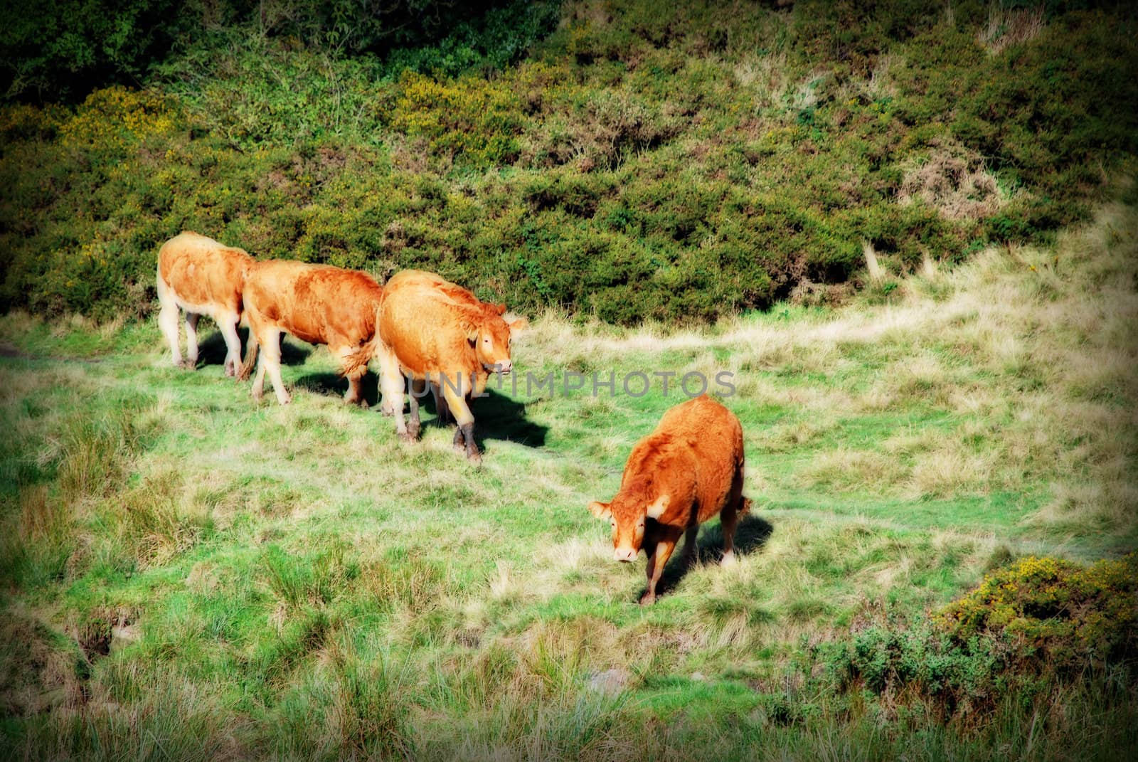 Cows walking