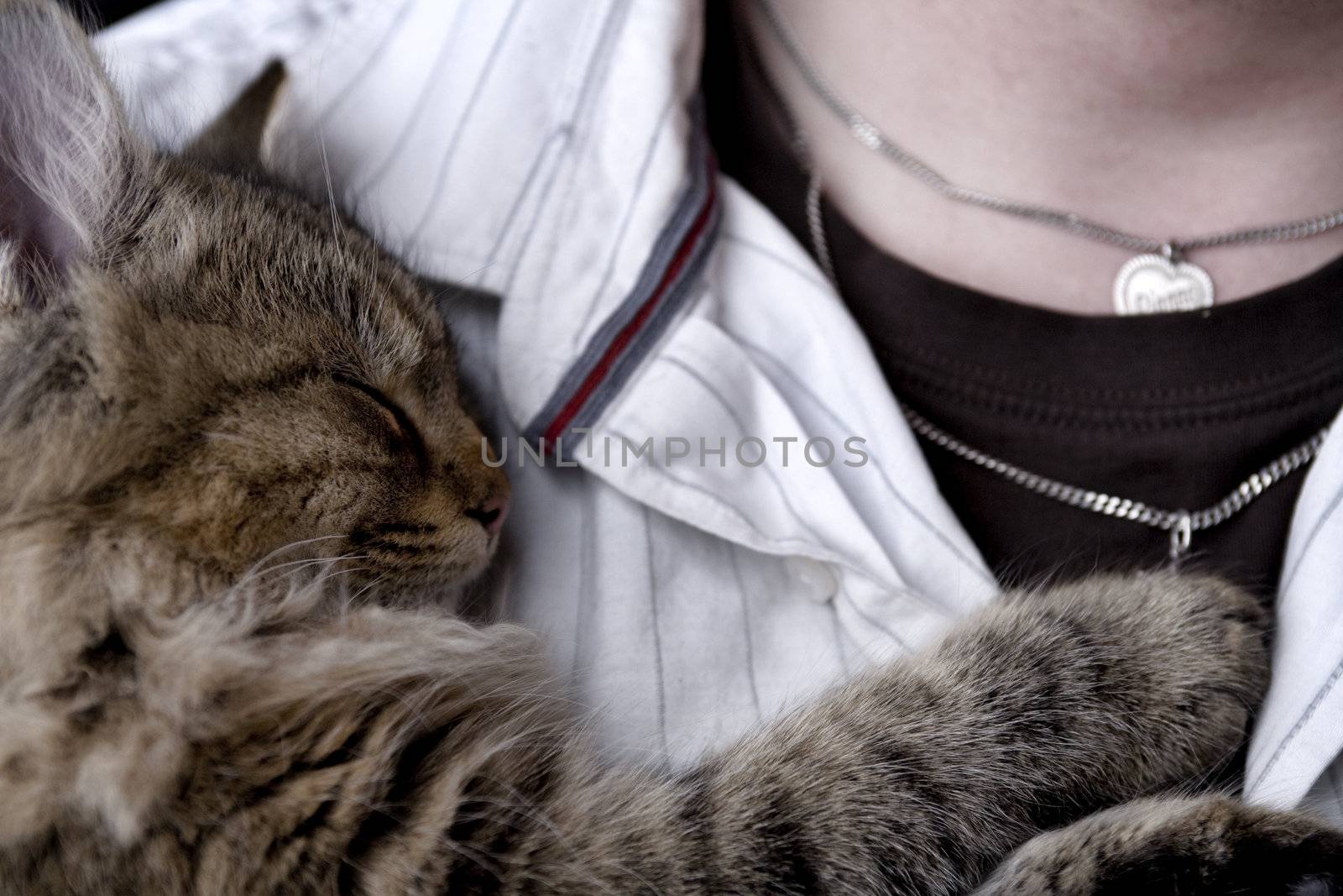 Portrait of a kitten resting on someones chest