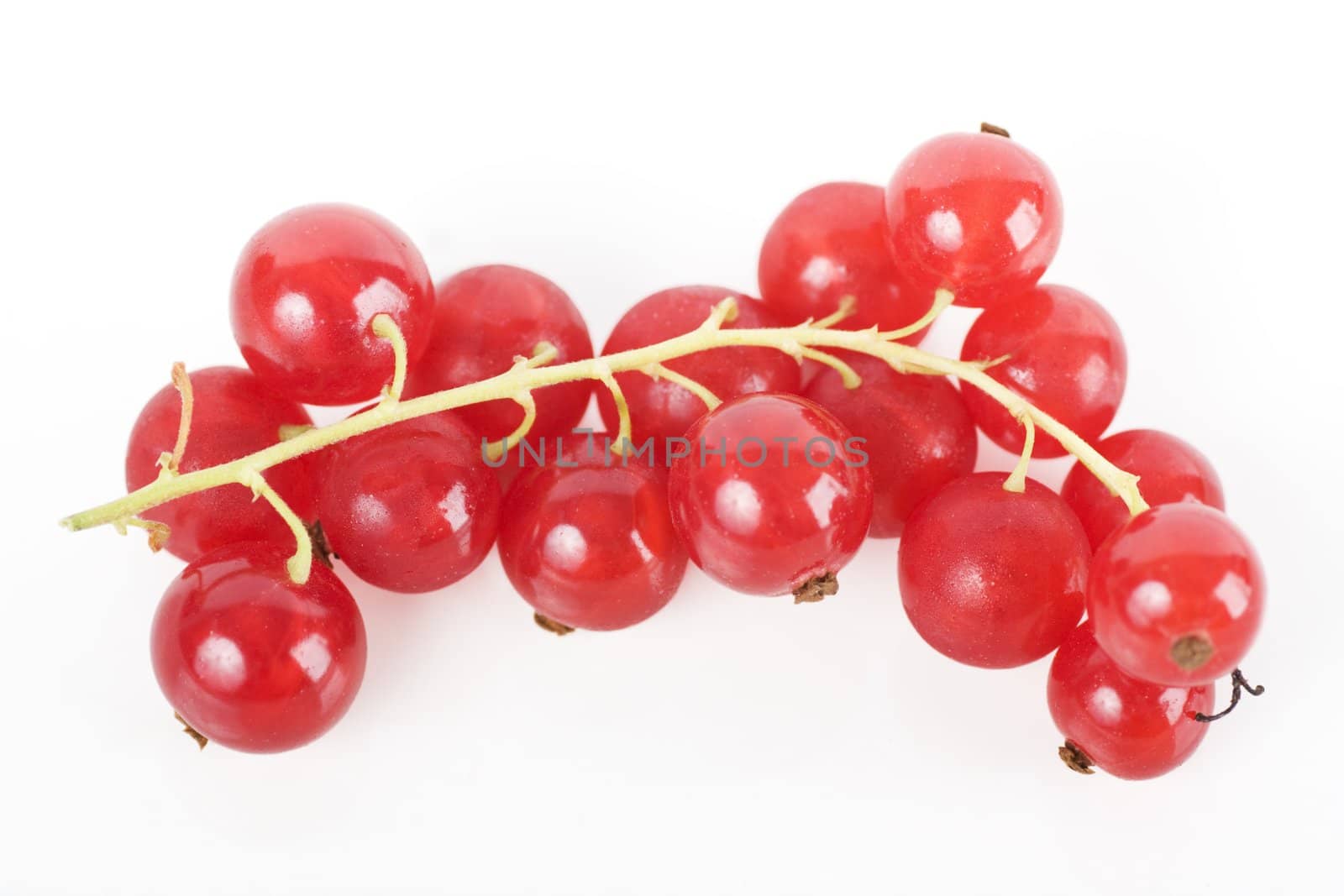 Red Currants Isolated on White by charlotteLake