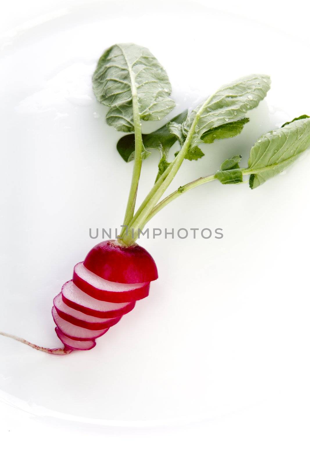 Radish Sliced by charlotteLake