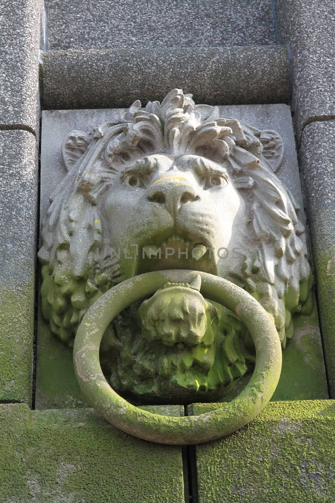 lion