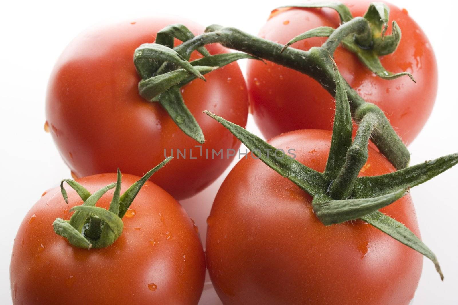 Close up of tomatoes on the vine, studio isolated.