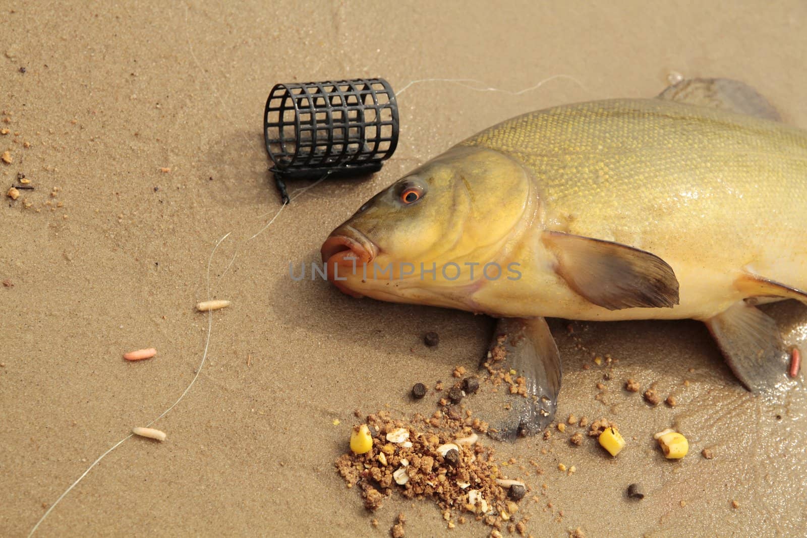 fishing
