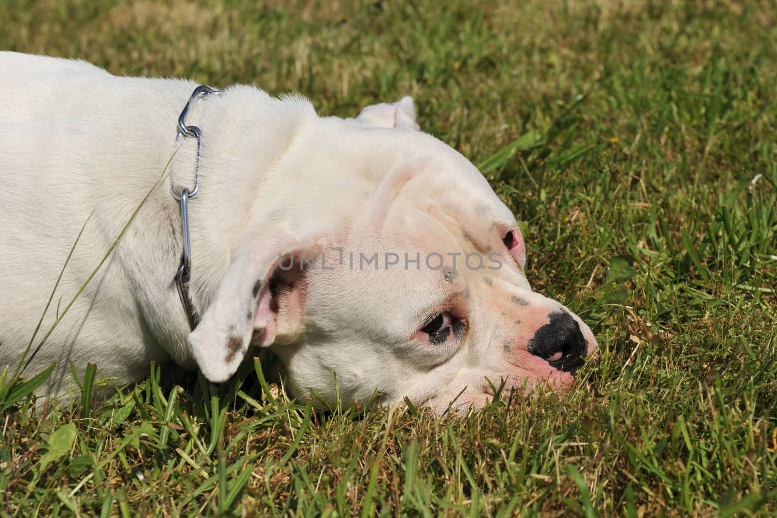 purebred american bulldog lying down on the grass