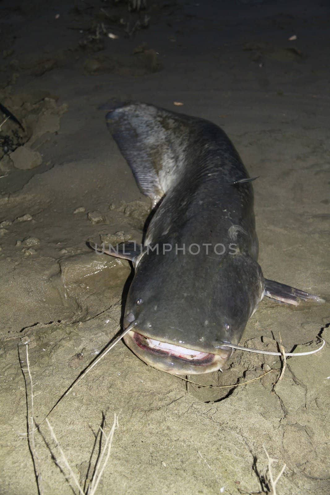 catfish