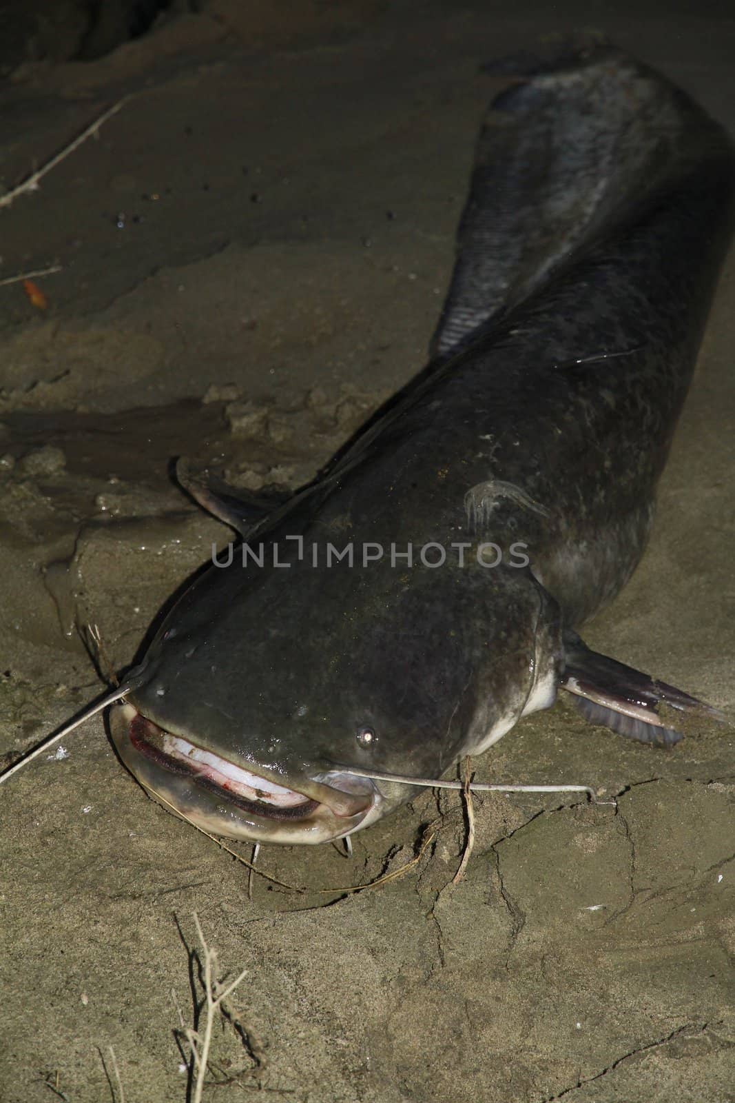 catfish