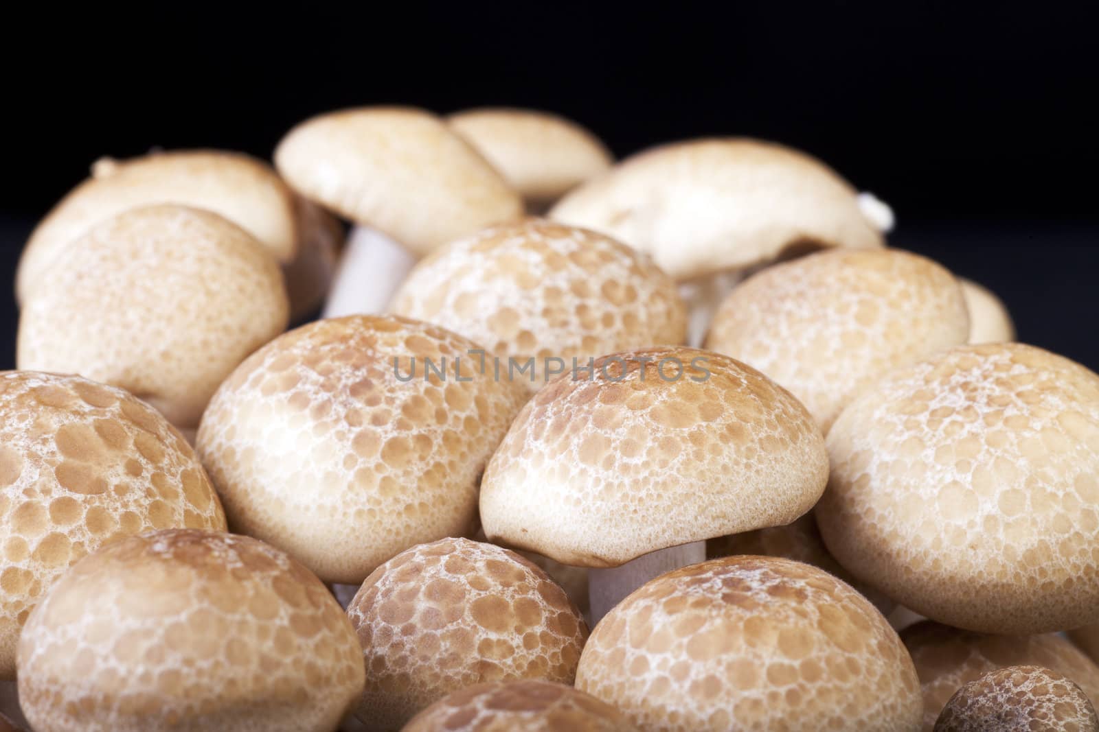 Brown Beech Mushrooms by charlotteLake