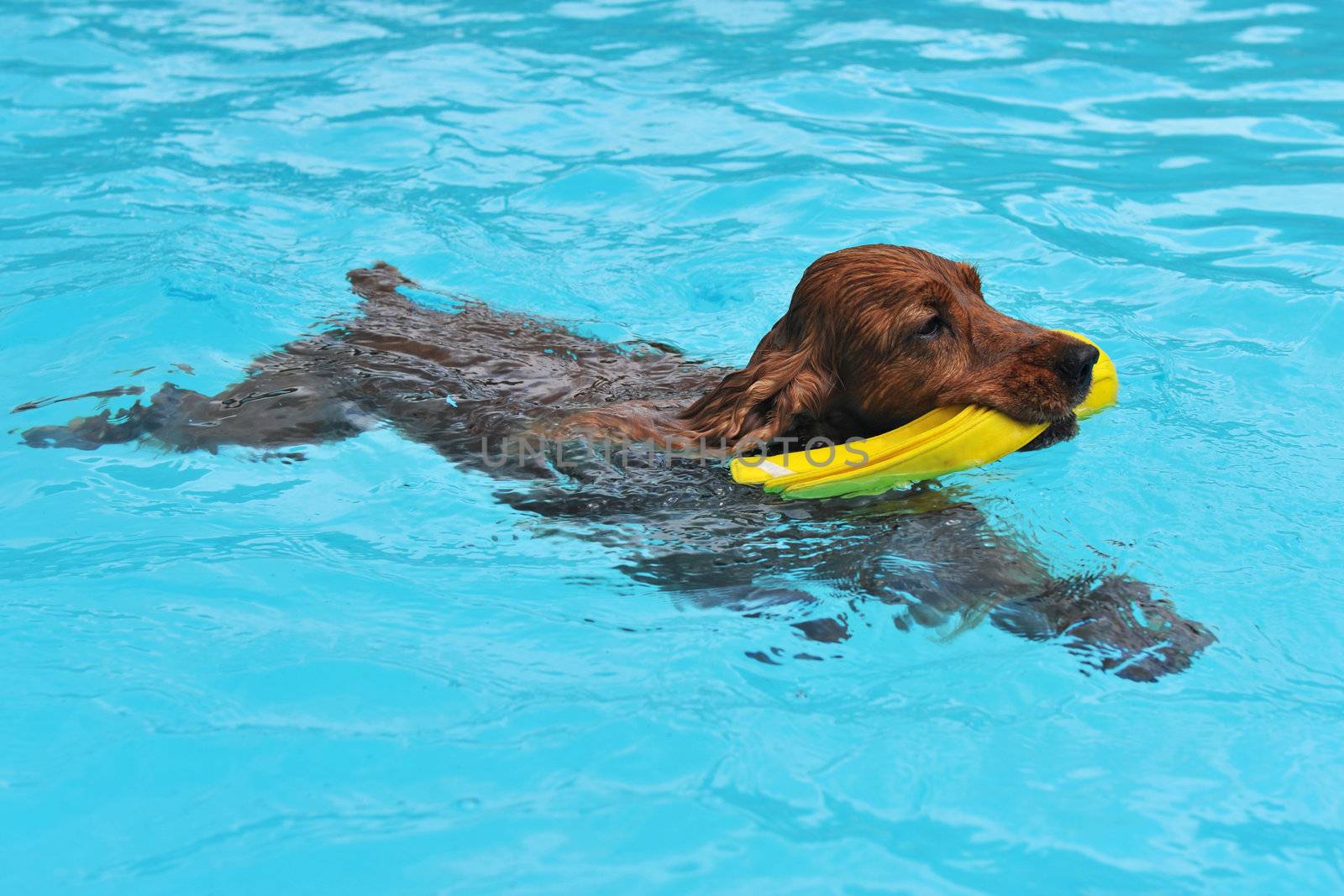 purebred english cocker swimming in a swimming pool