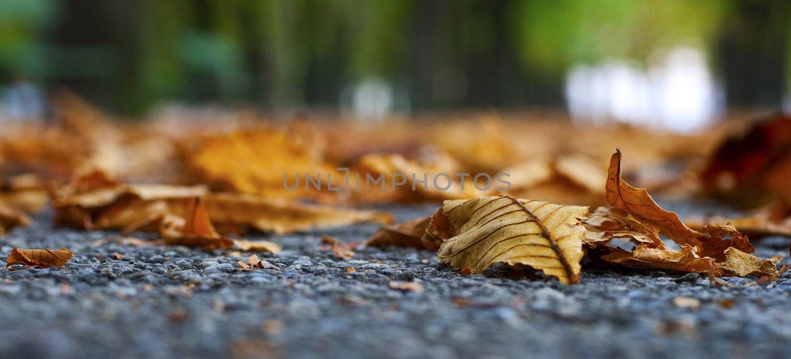 Close up of dead leaves on the ground