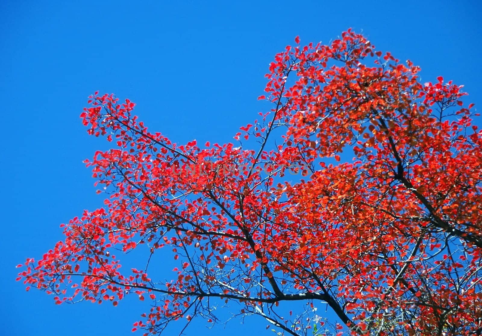 More colorful leaves under the blue sky
