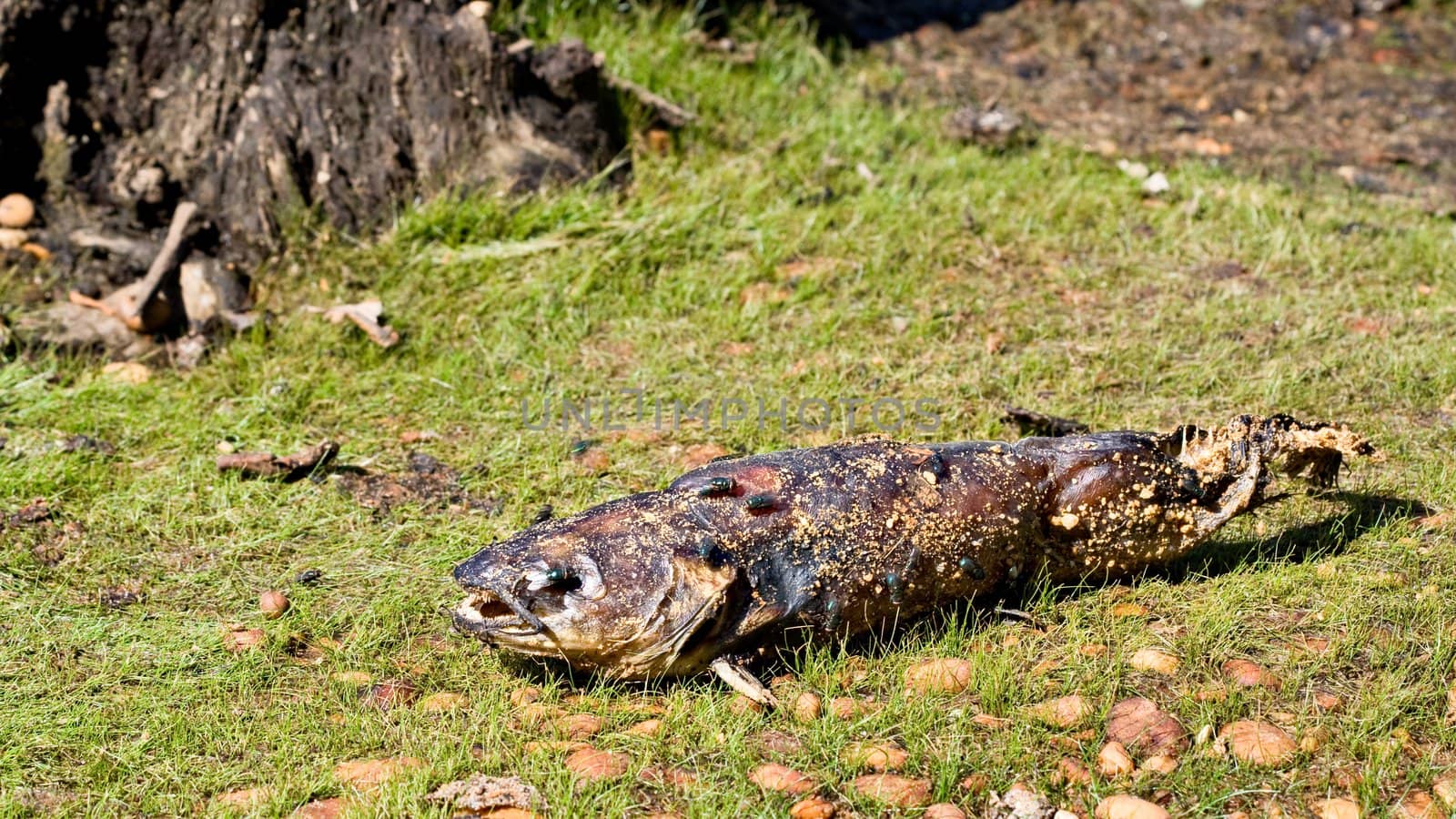 A dead freshwater fish washed up on land