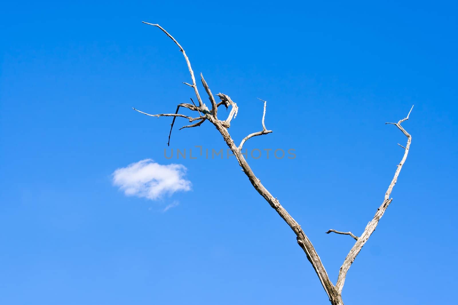 A dead tree against a clear blue sky with a single white cloud
