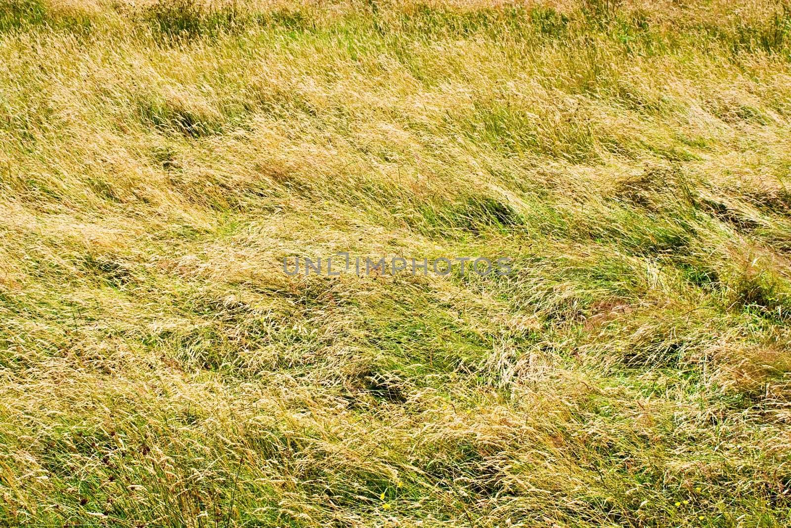 A field of tall green and golden grass filling the entire frame