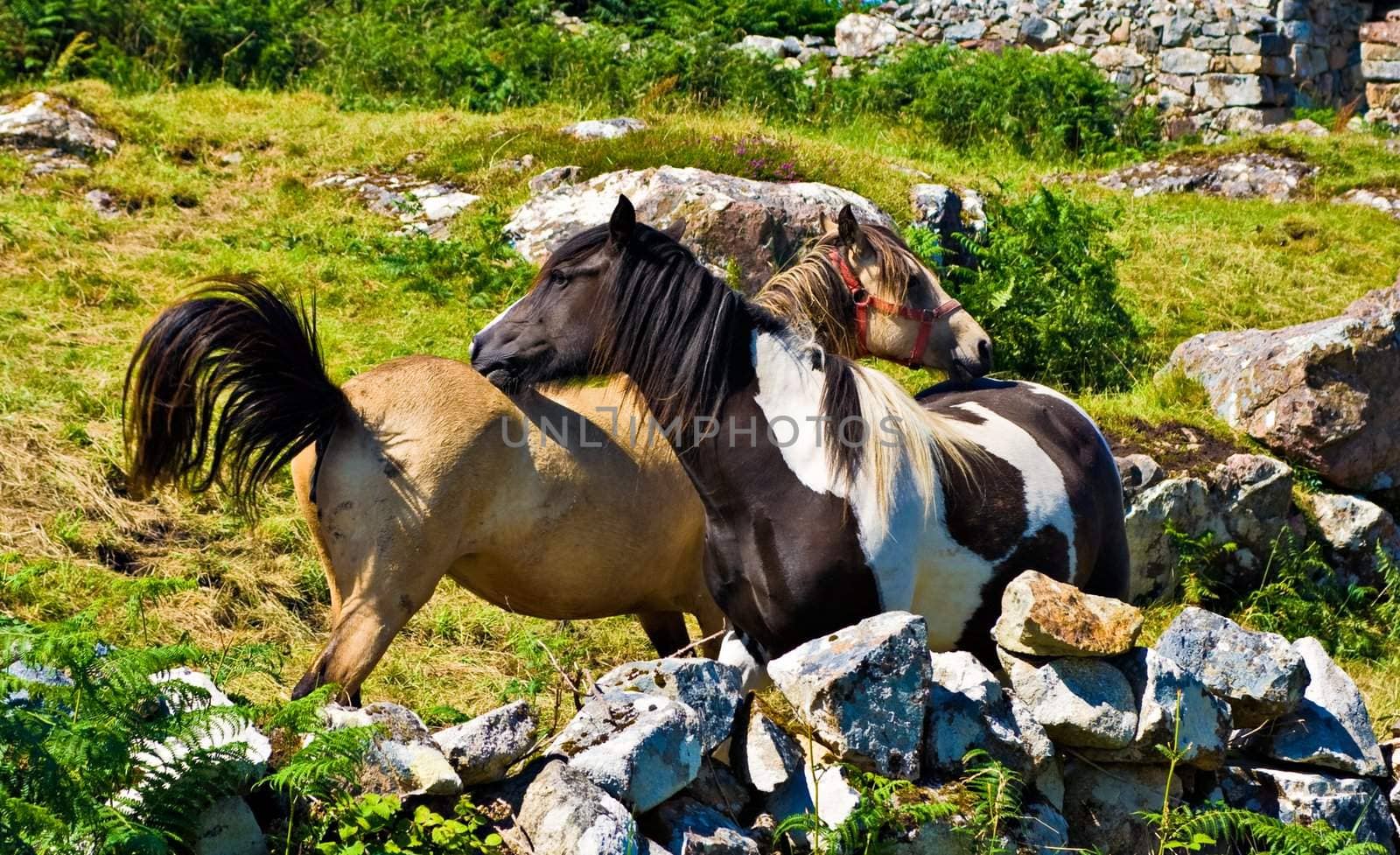 Two ponies in Ireland