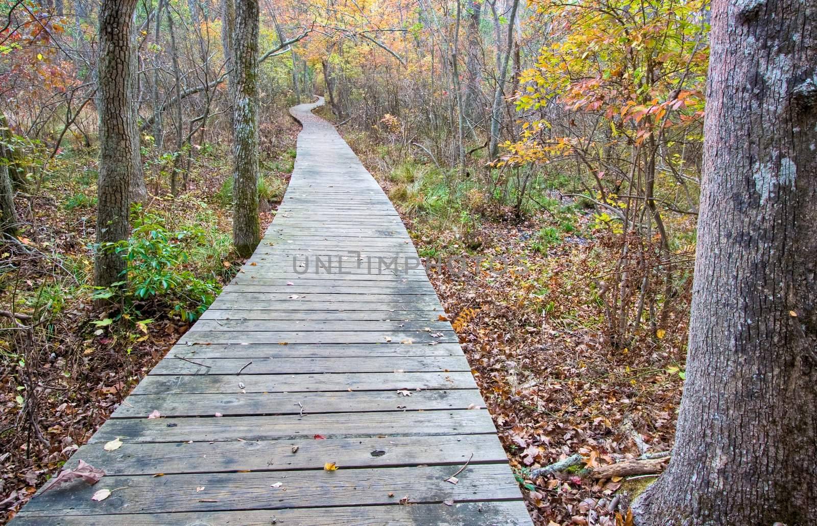 A wooden walkway on part of a trail in the woods