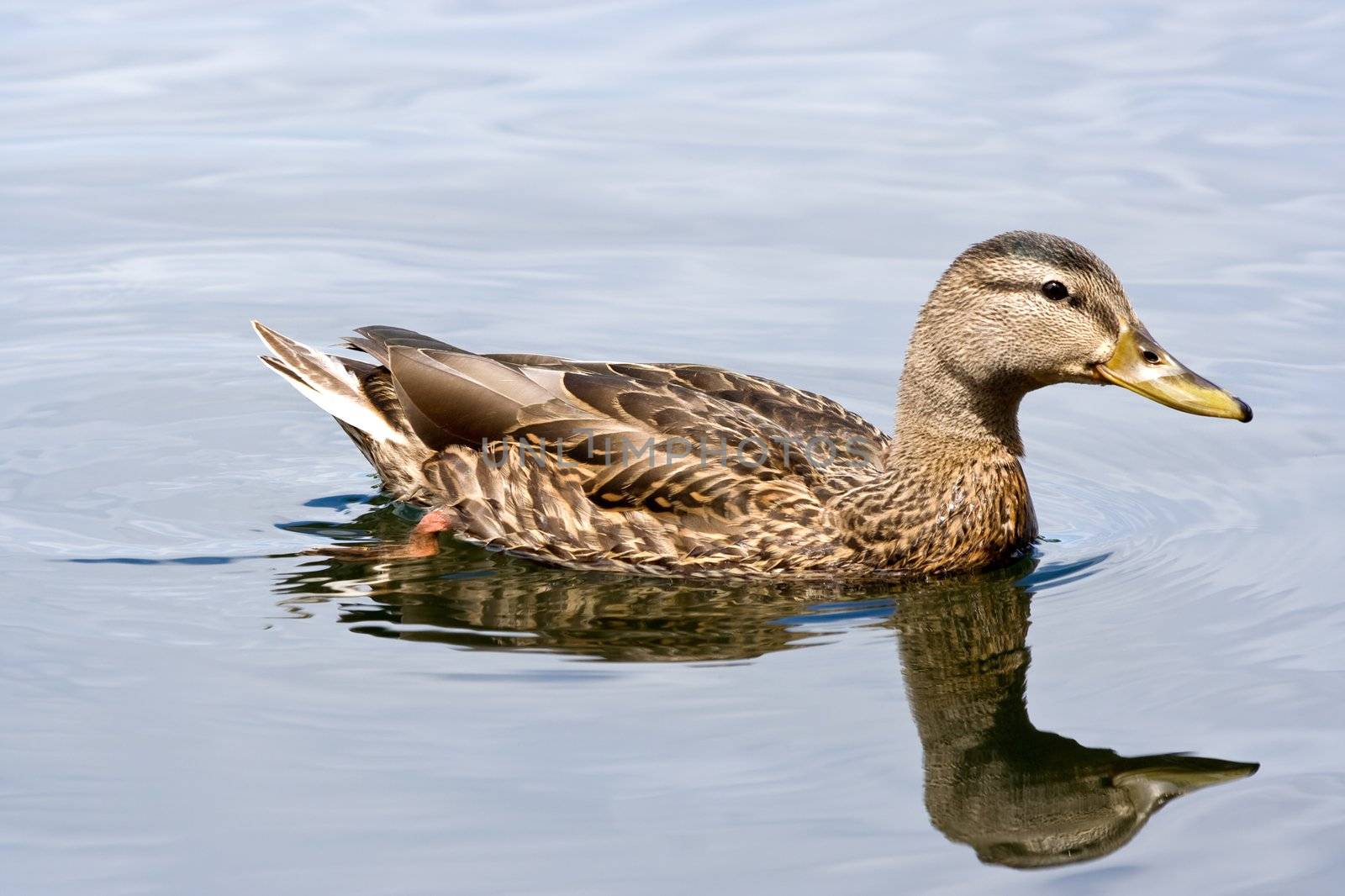A female mallard duck and reflection in a lake