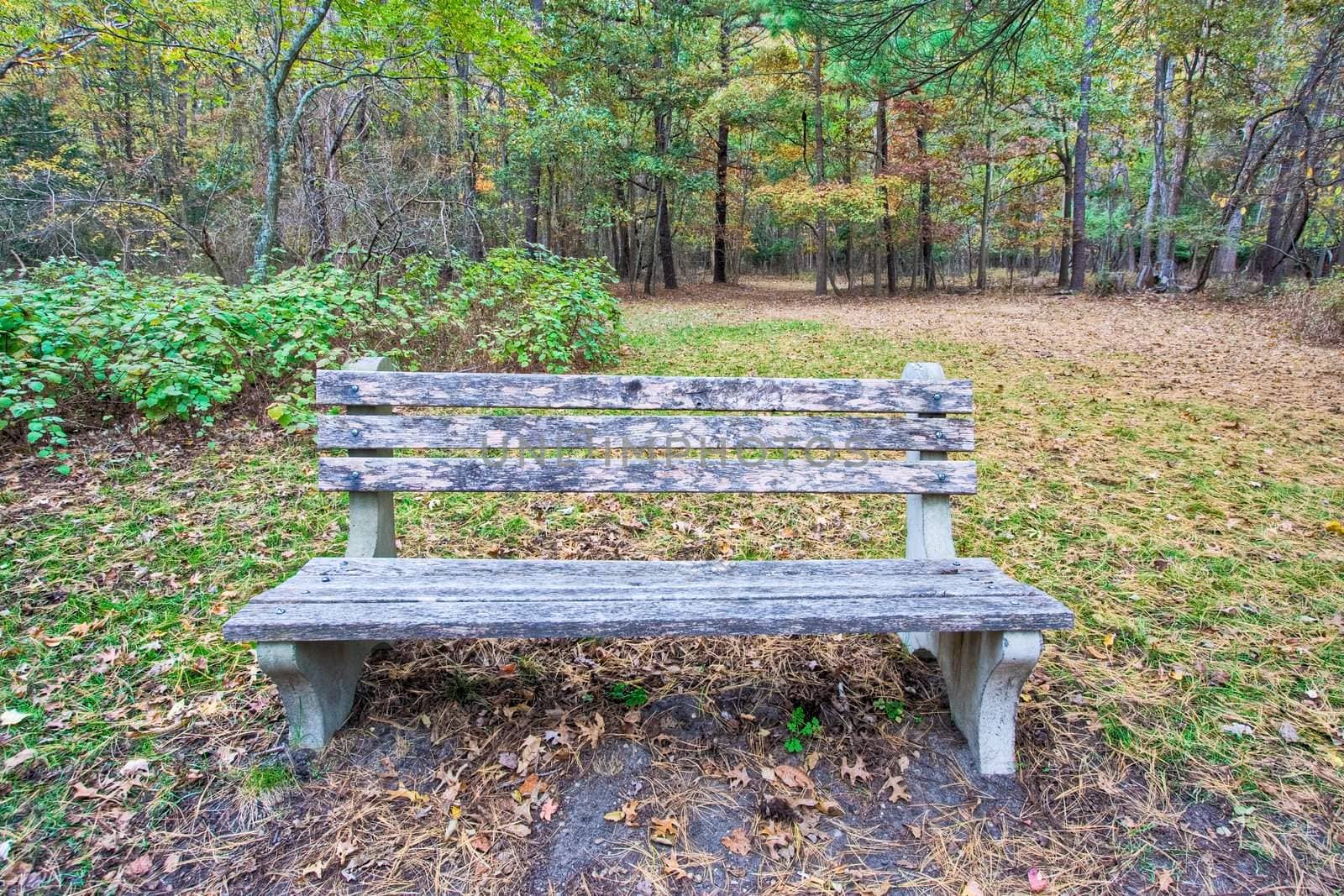 A Bench in the Woods by sbonk