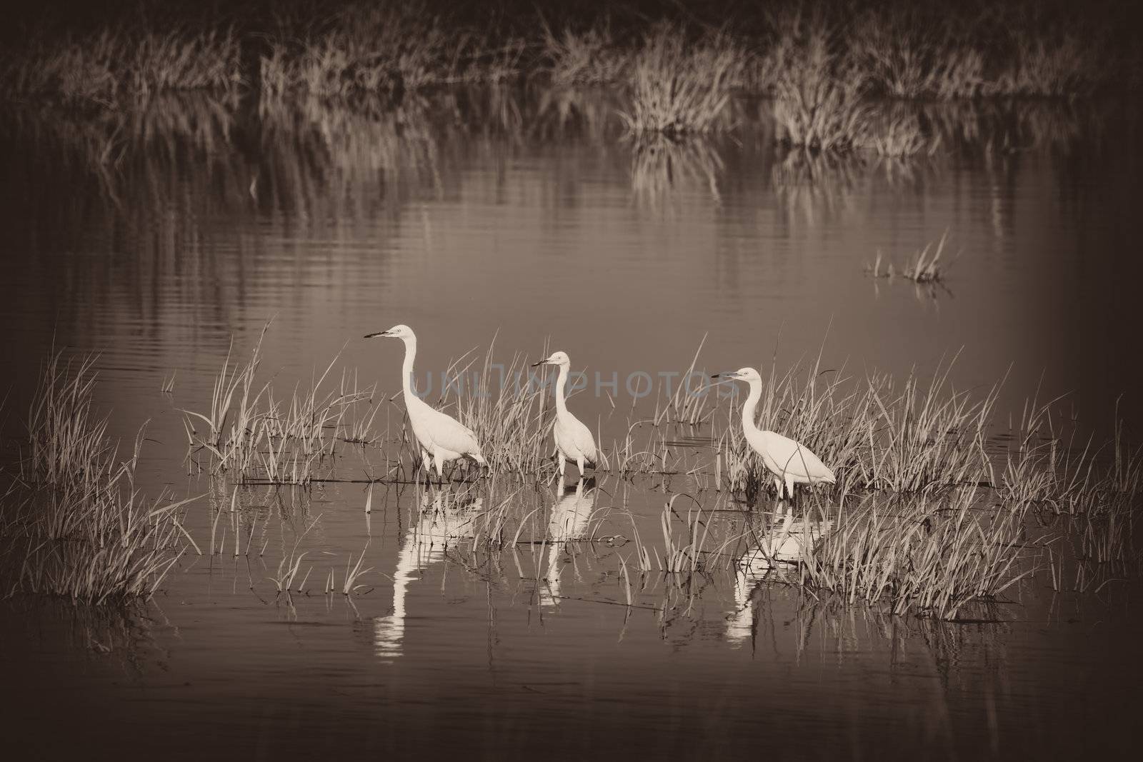 Three Snowy Egrets by sbonk