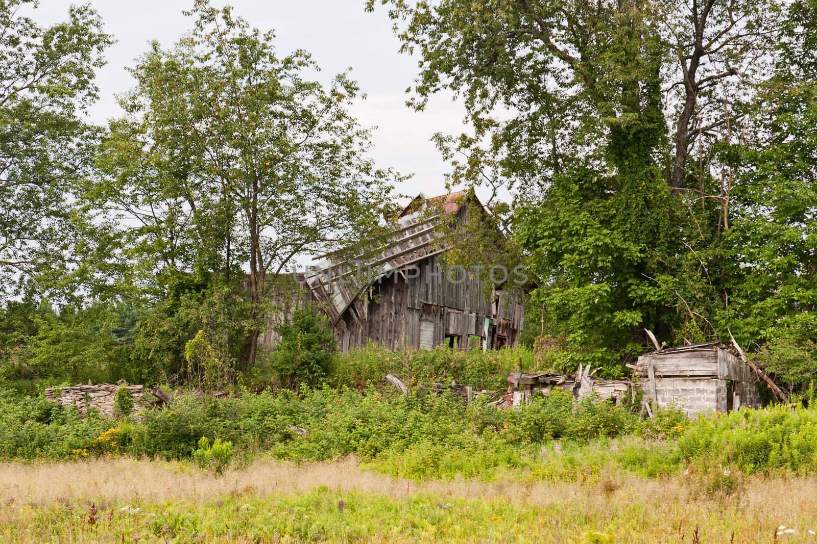 An old, ruined wooden barn surrounded by trees and weeds