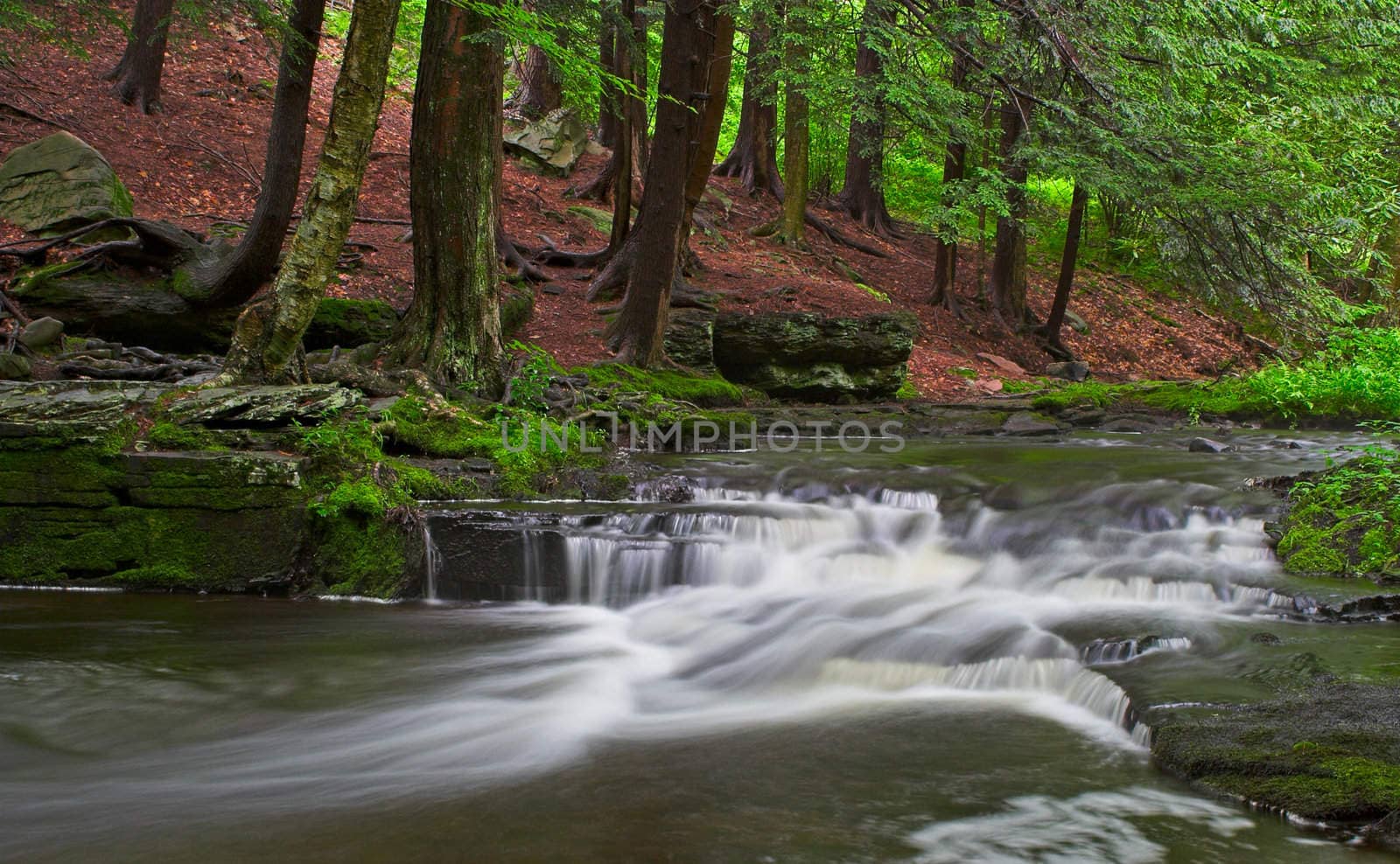 A stream with small waterfalls in a wooded area