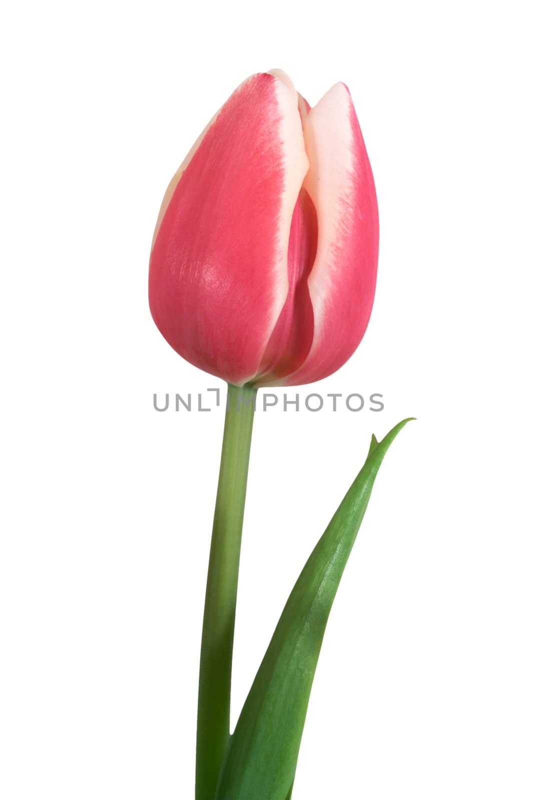 A pink tulip and green stem isolated over a white background