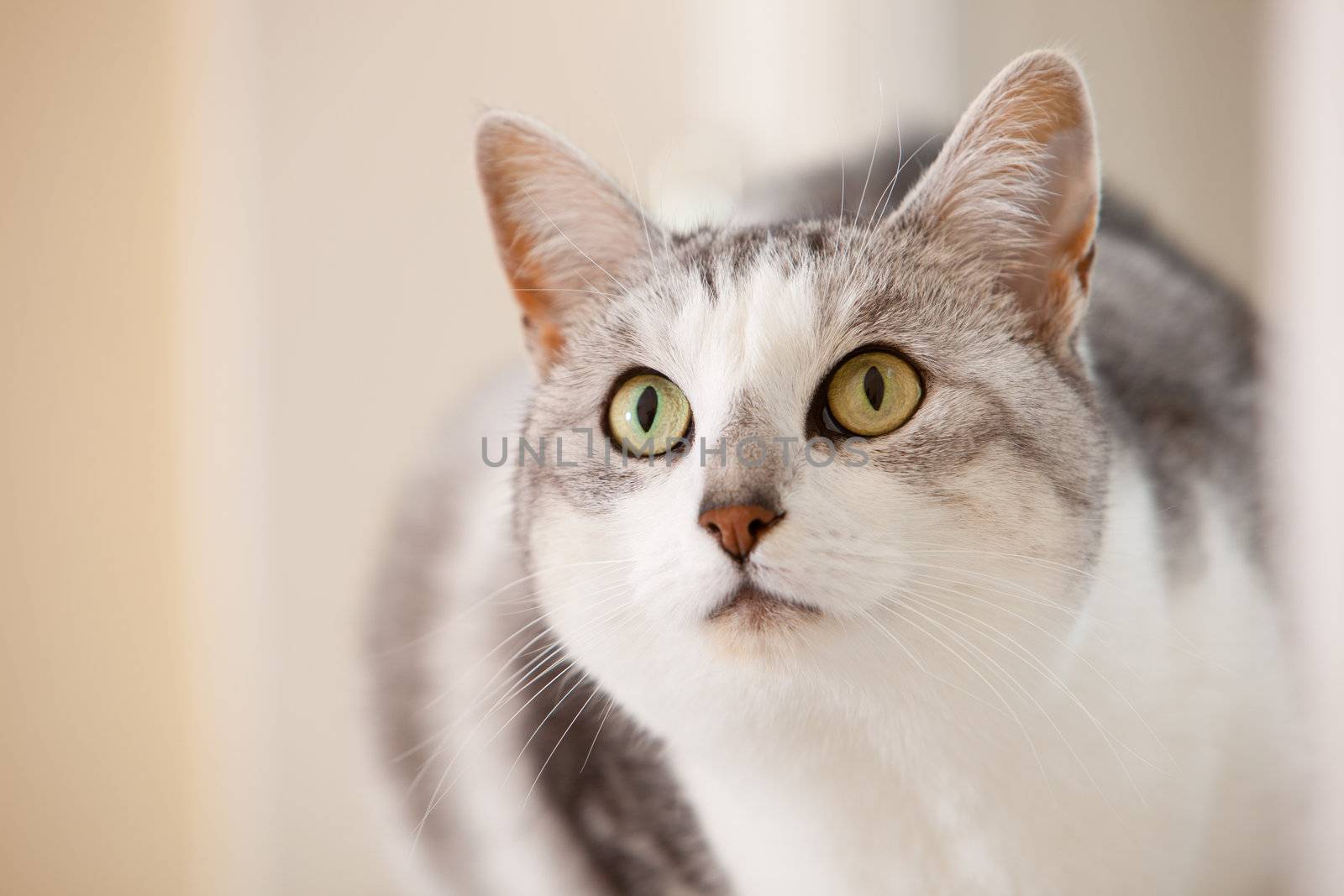 Beautiful cat by Fotosmurf