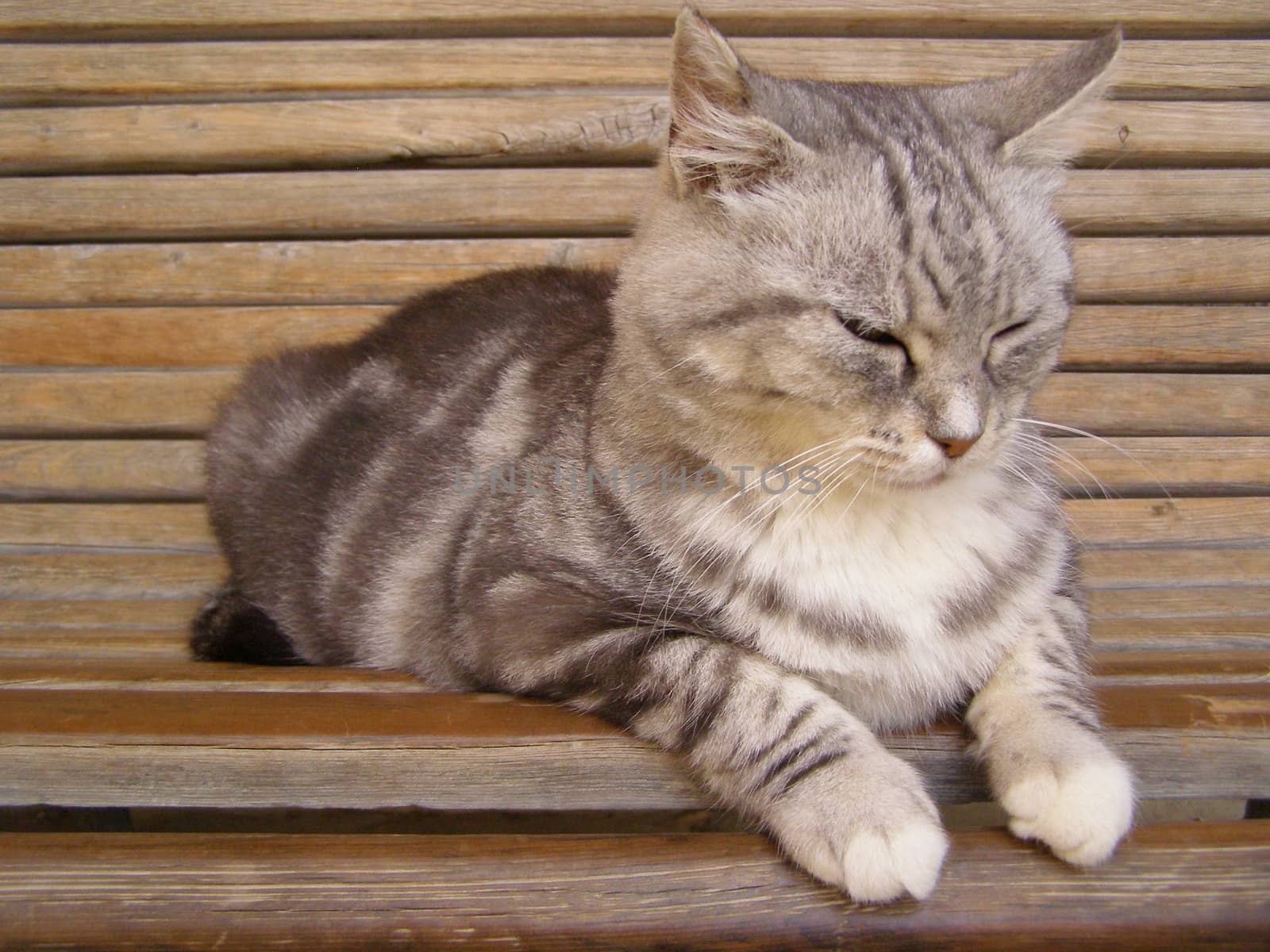 cat resting on a bench