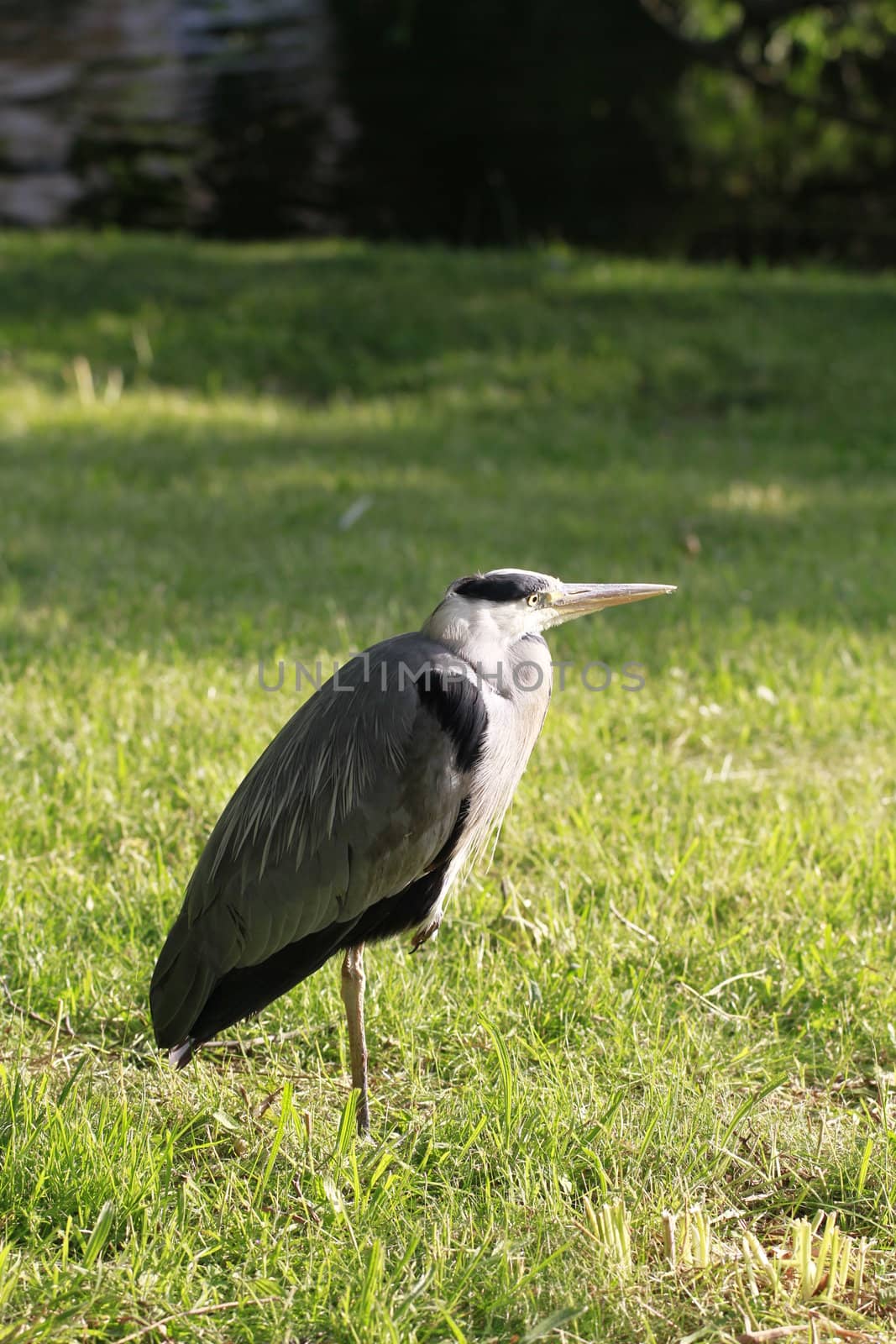 heron