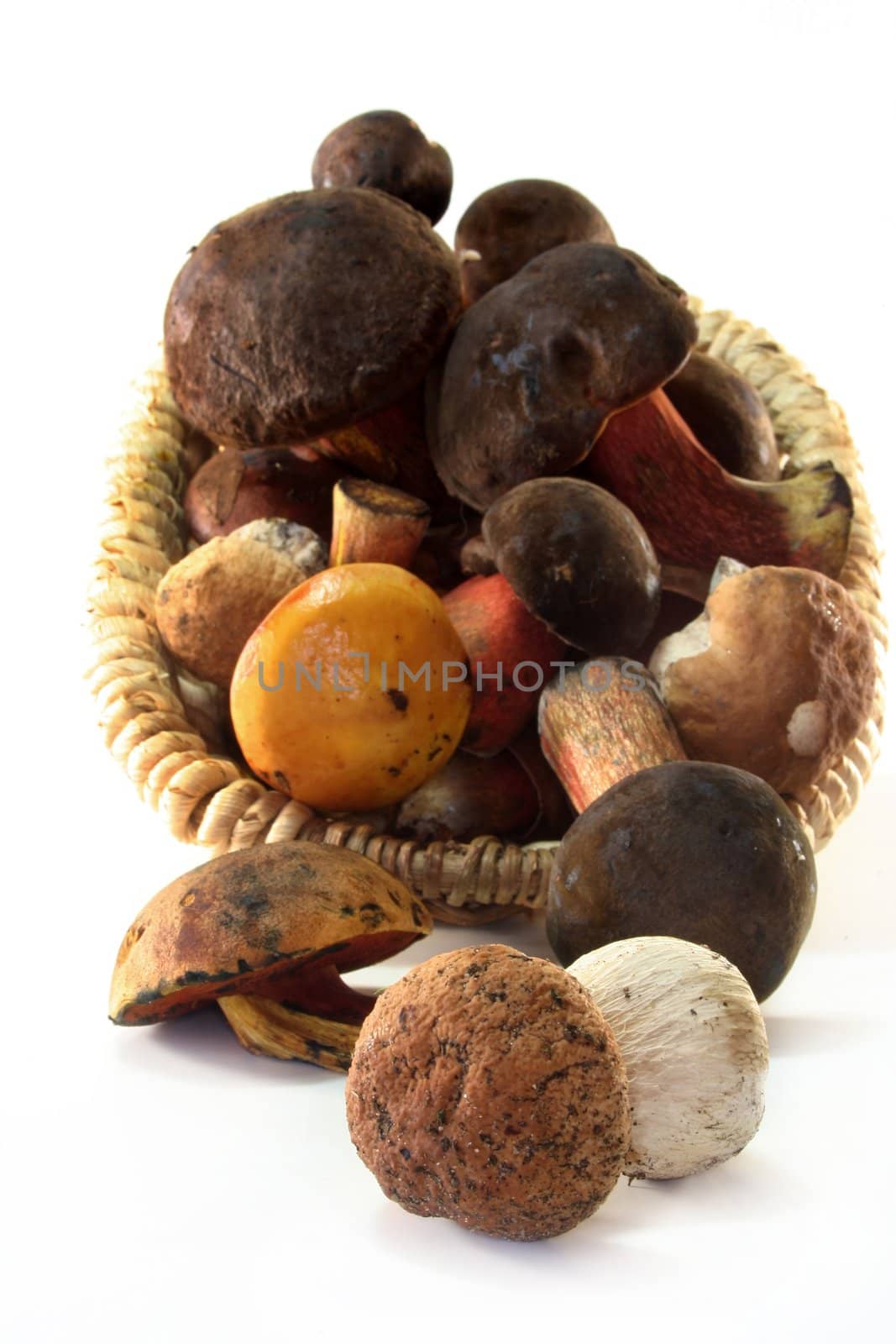 various wild mushrooms on a white background
