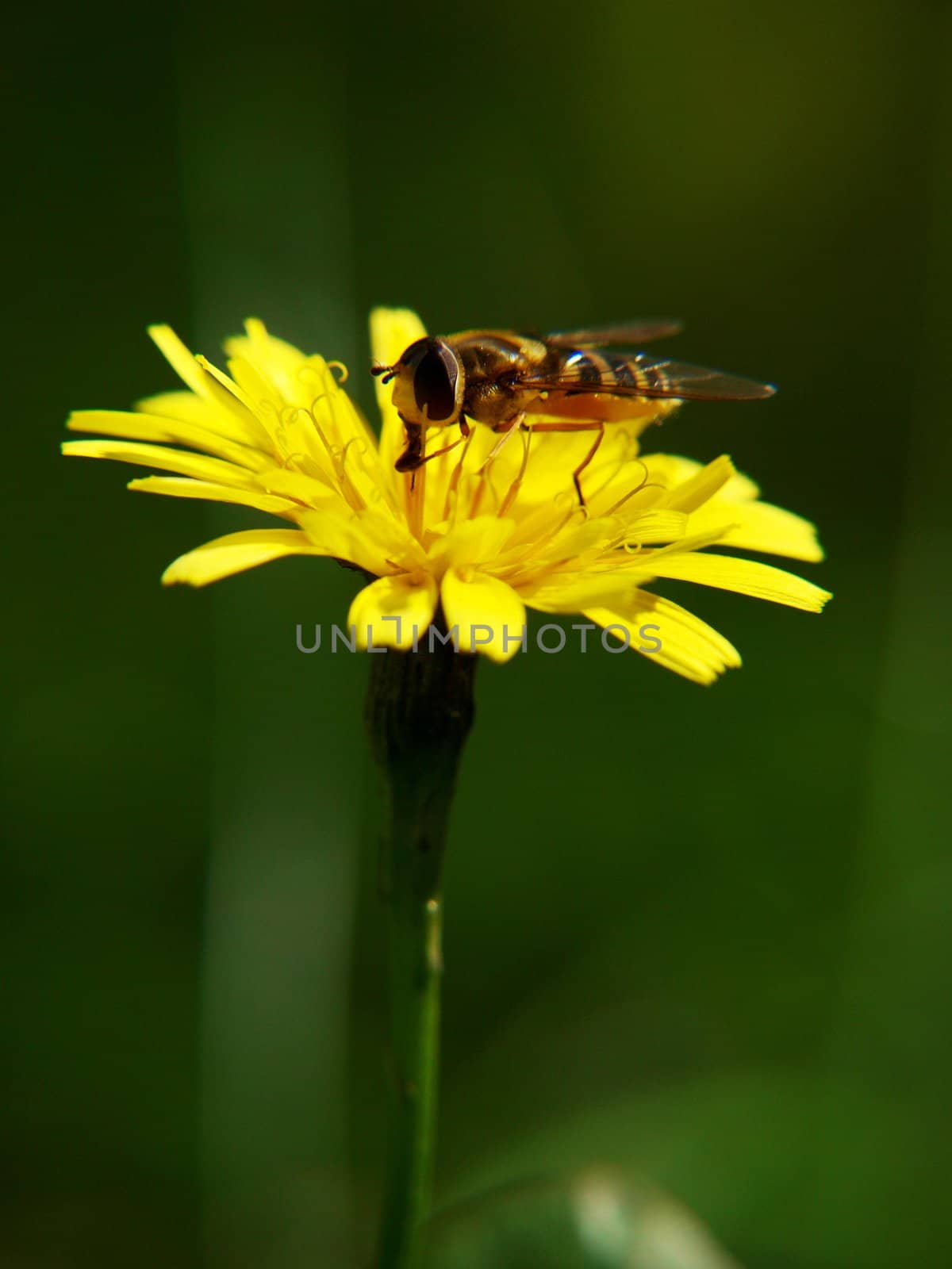 Bee on yellow flower. feasting on pollen, at summer