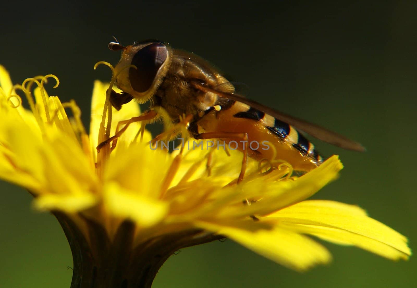 Bee on yellow flower. feasting on pollen, at summer