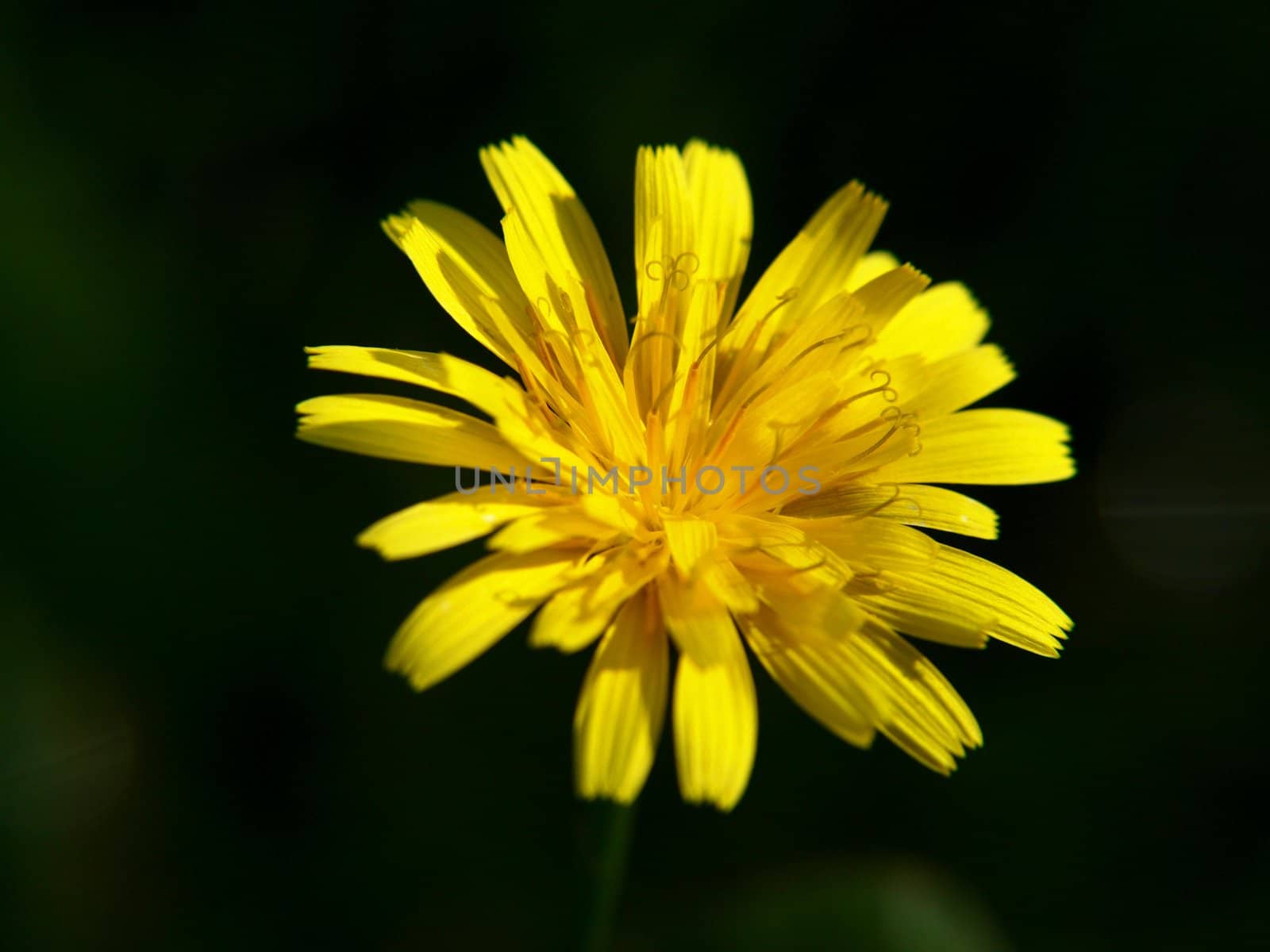 Close up of isolated dandelion by Arvebettum