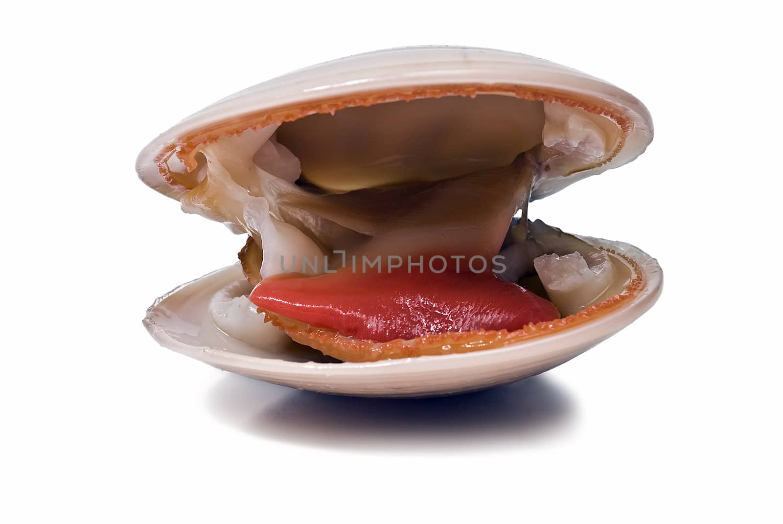 Fresh smooth clams isolated on a white background.