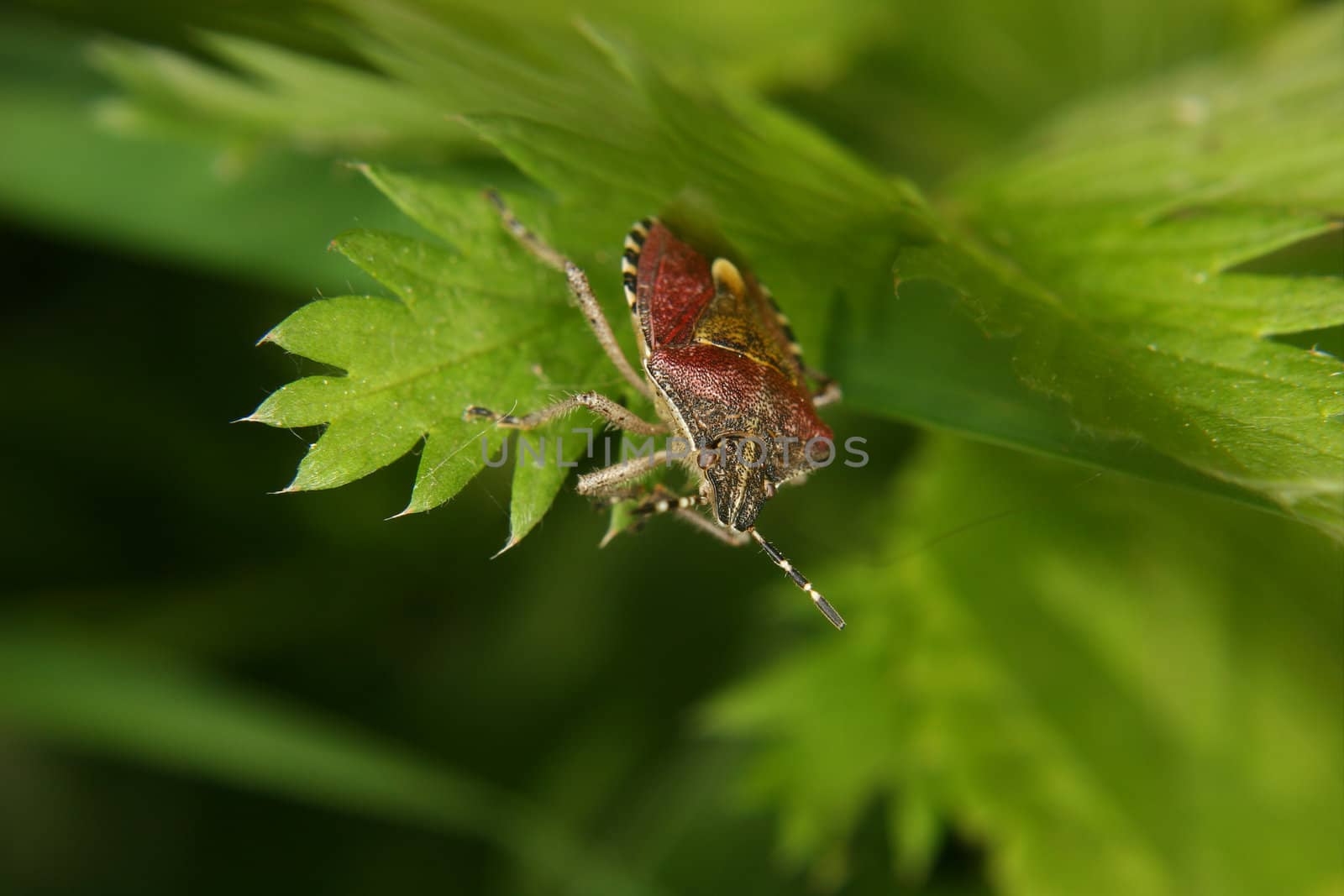Parent bug (Elasmucha grisea) by tdietrich